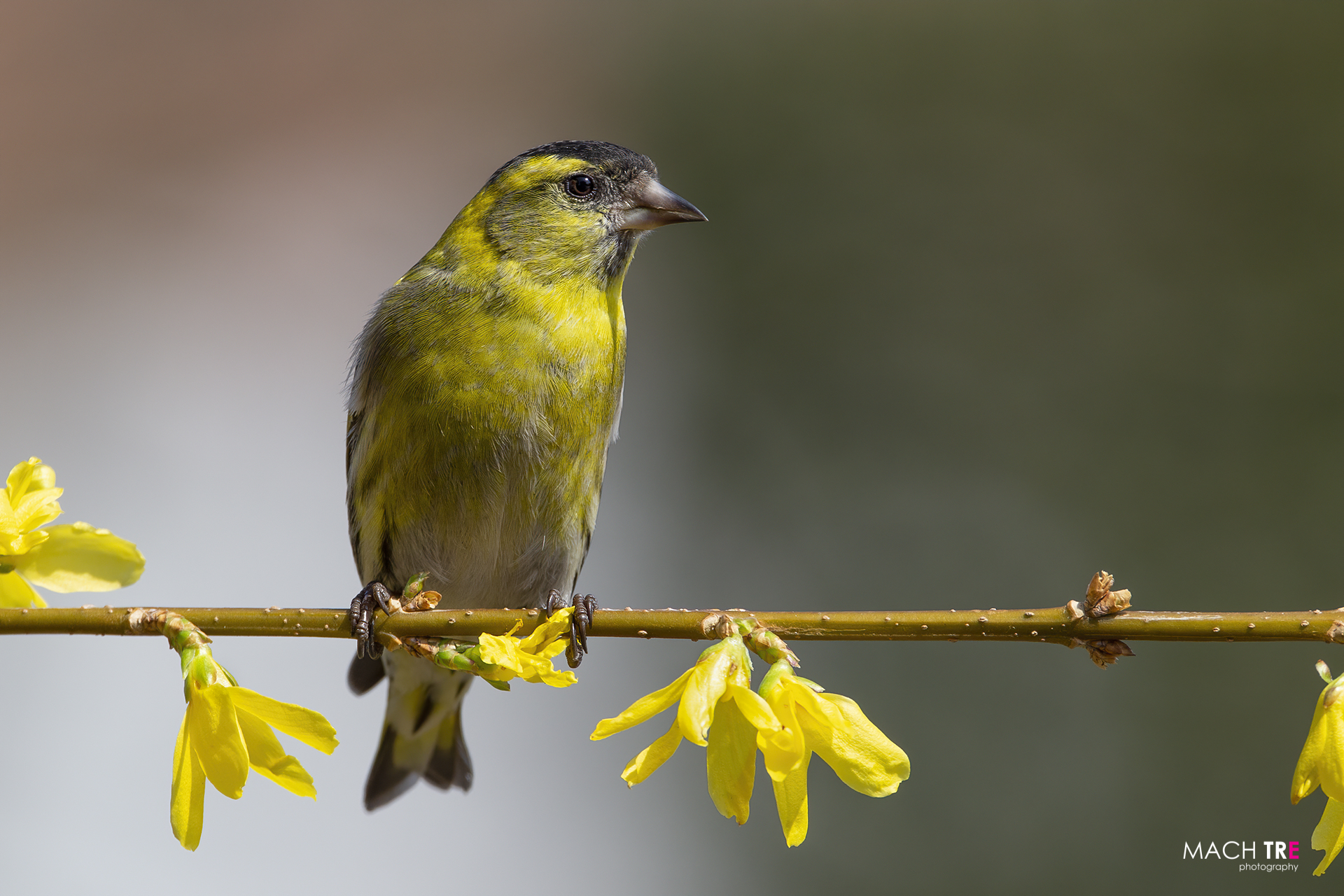 Lucherino (Cardelius spinus)