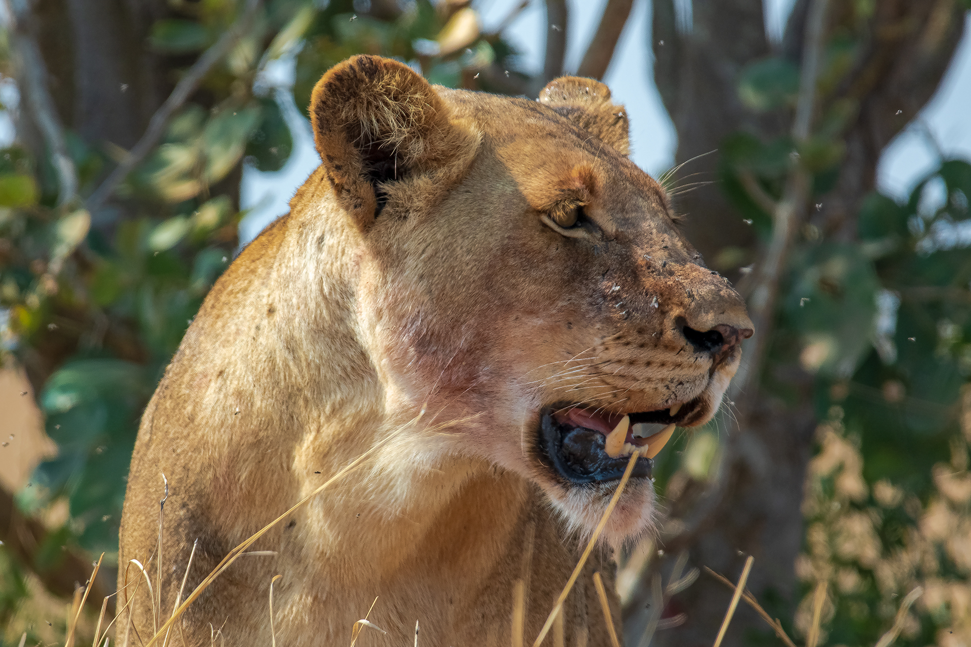 Lioness