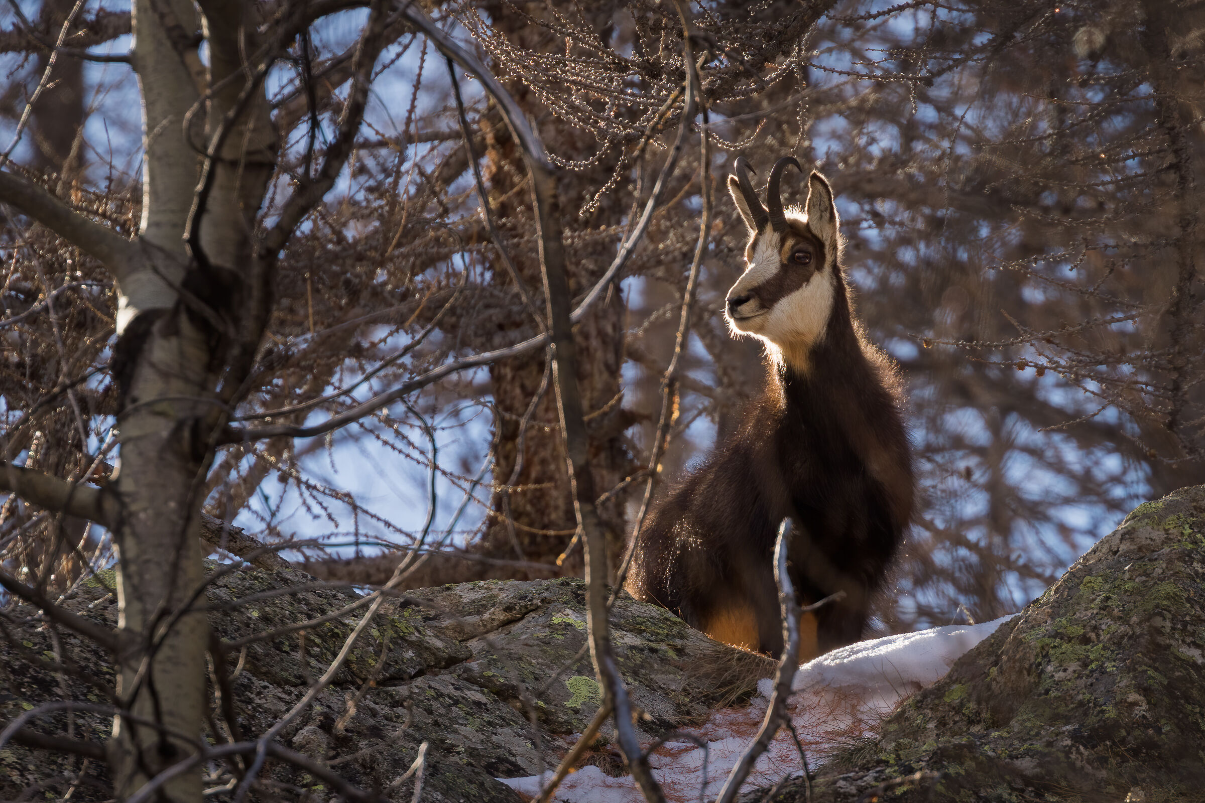 Io's with shading light