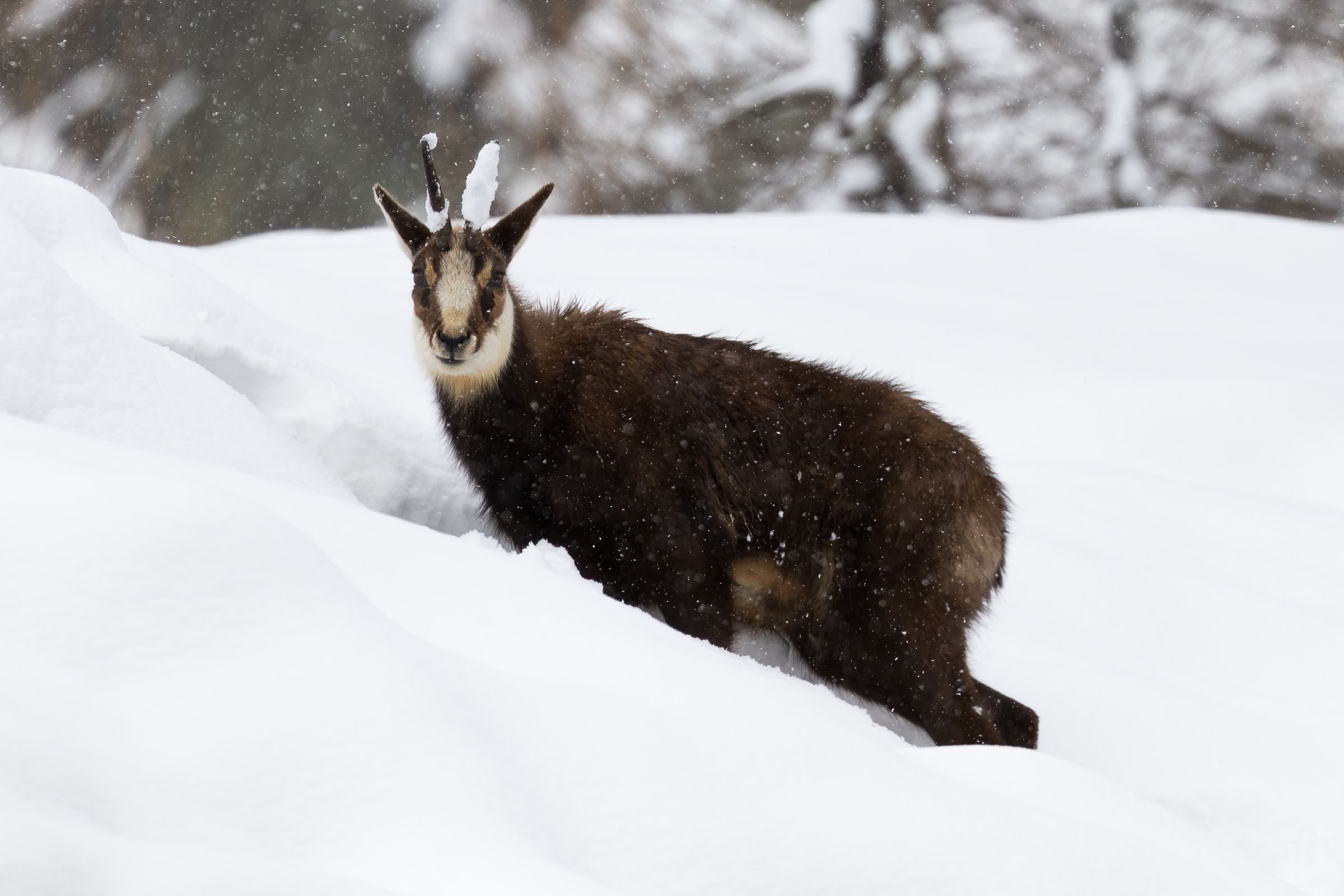 I'm going to go into the snow