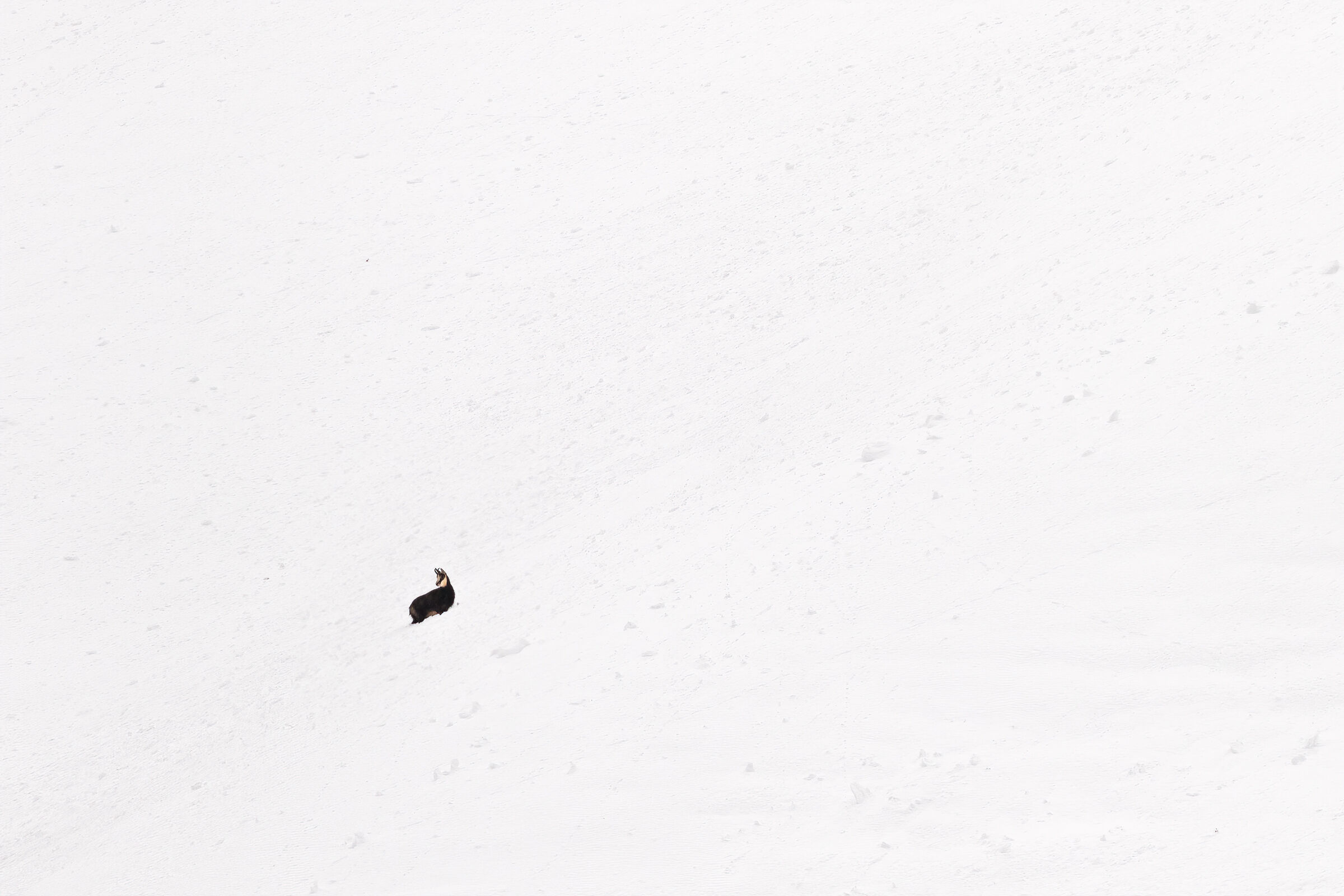 Climbing up the Slavic