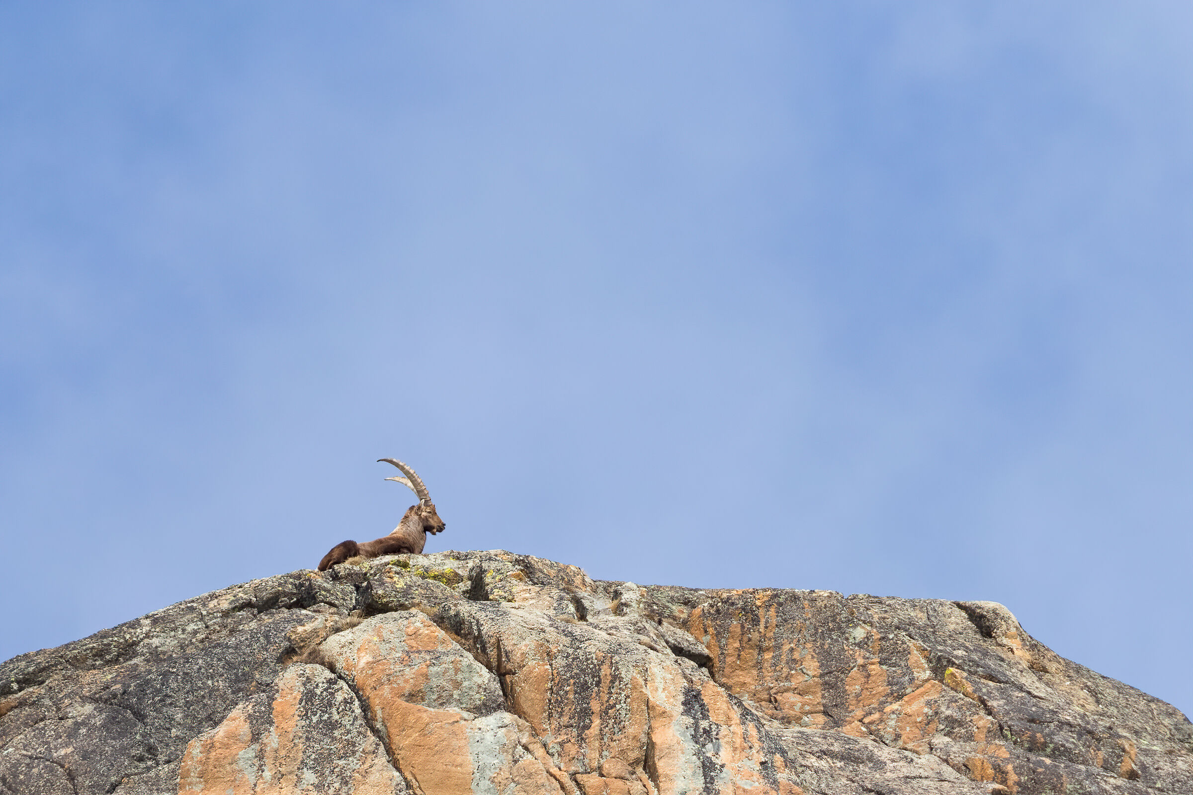 The King on the Throne