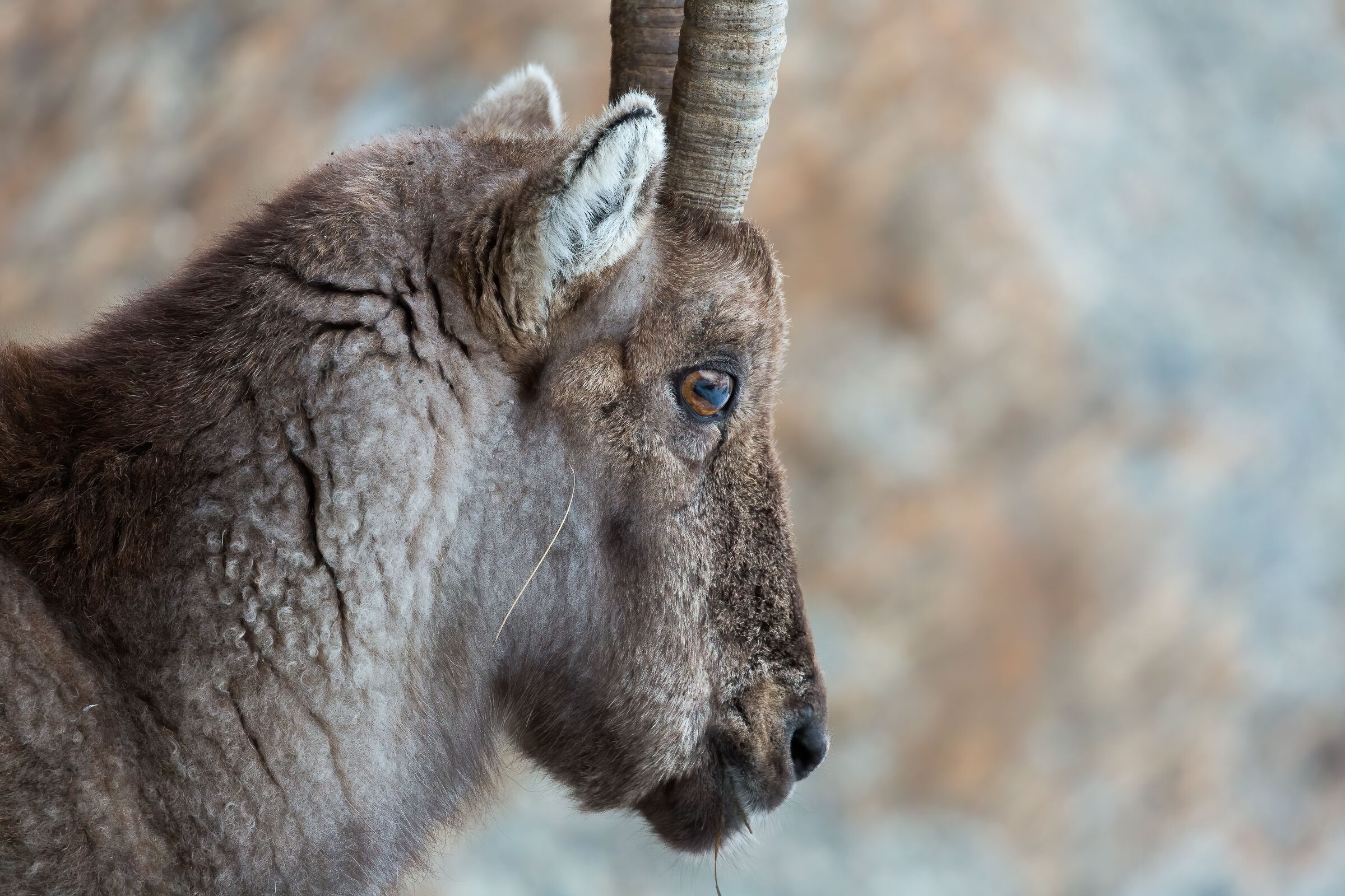 Portrait of an elderly ibex
