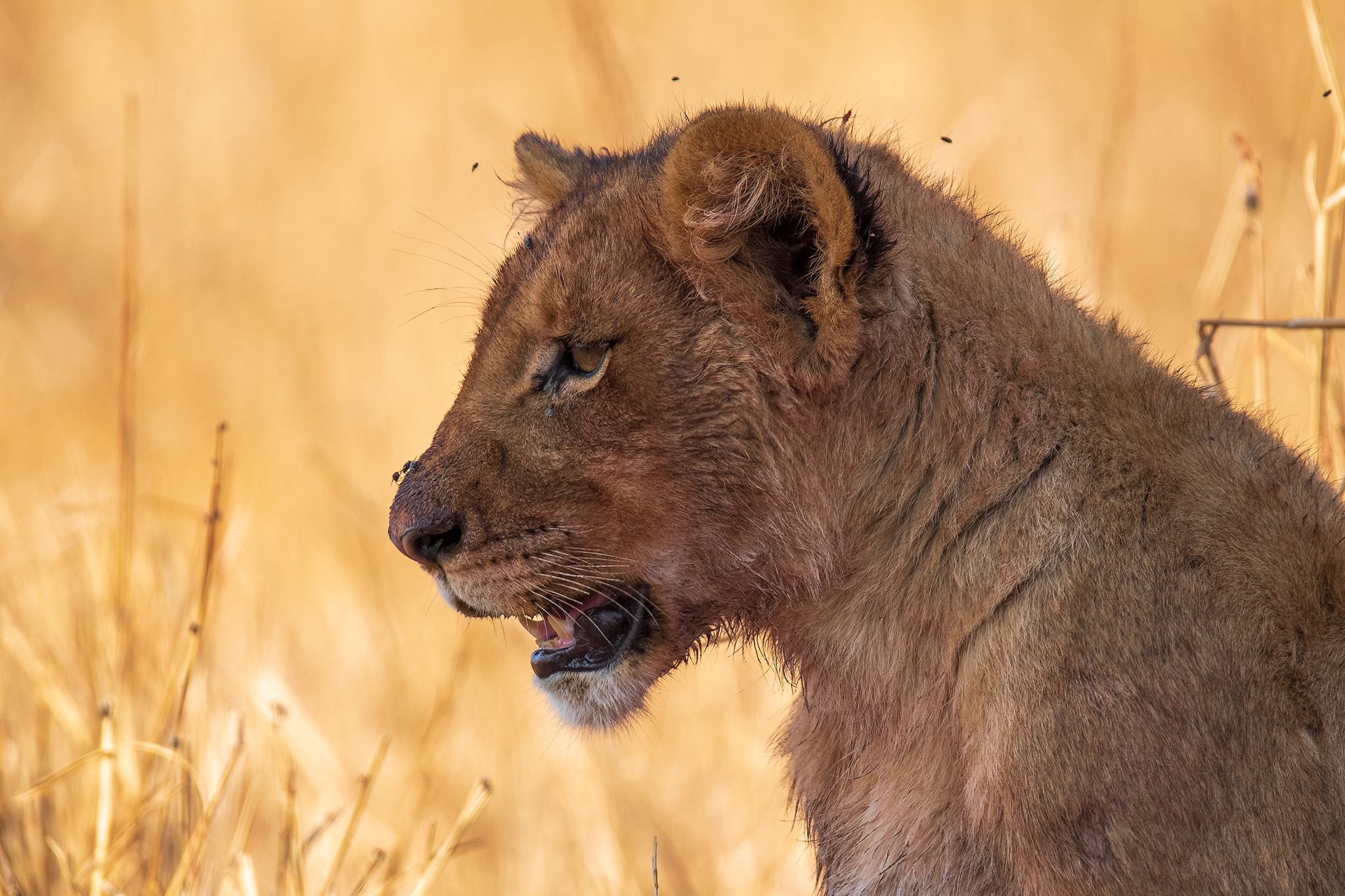 Lion Cub