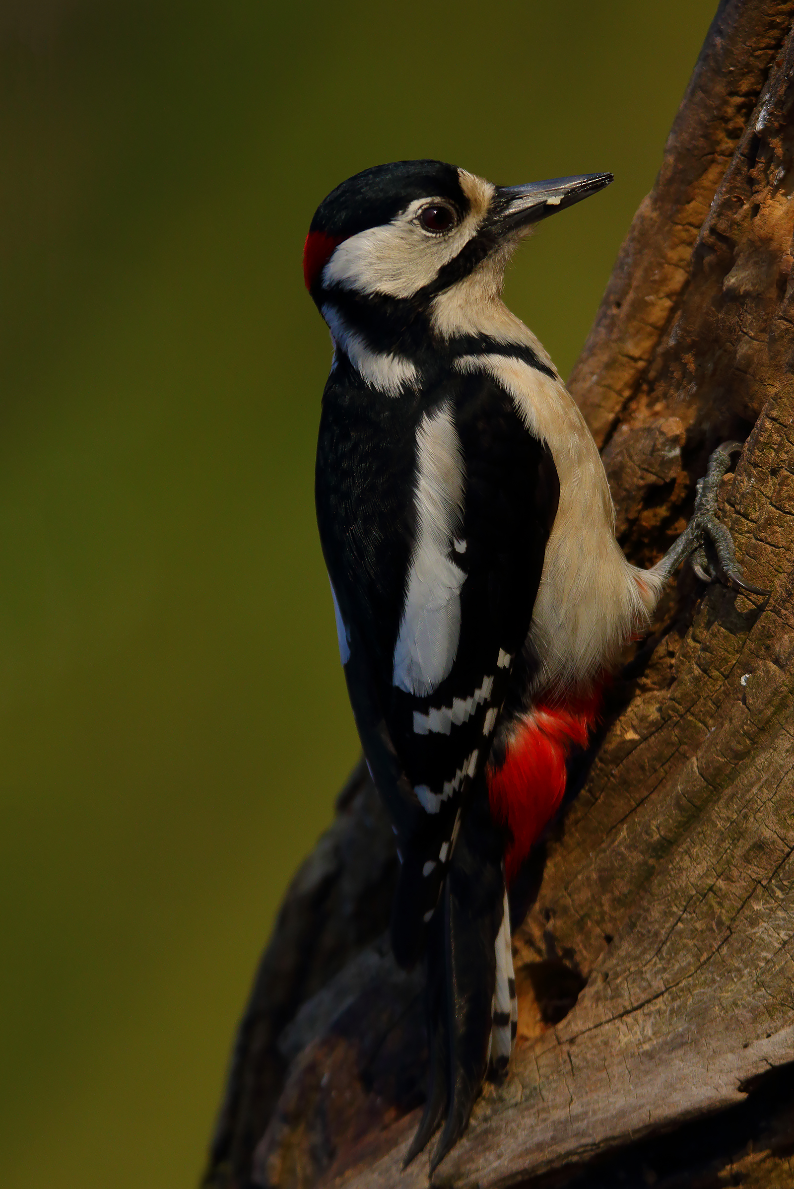 maschio rosso maggiore