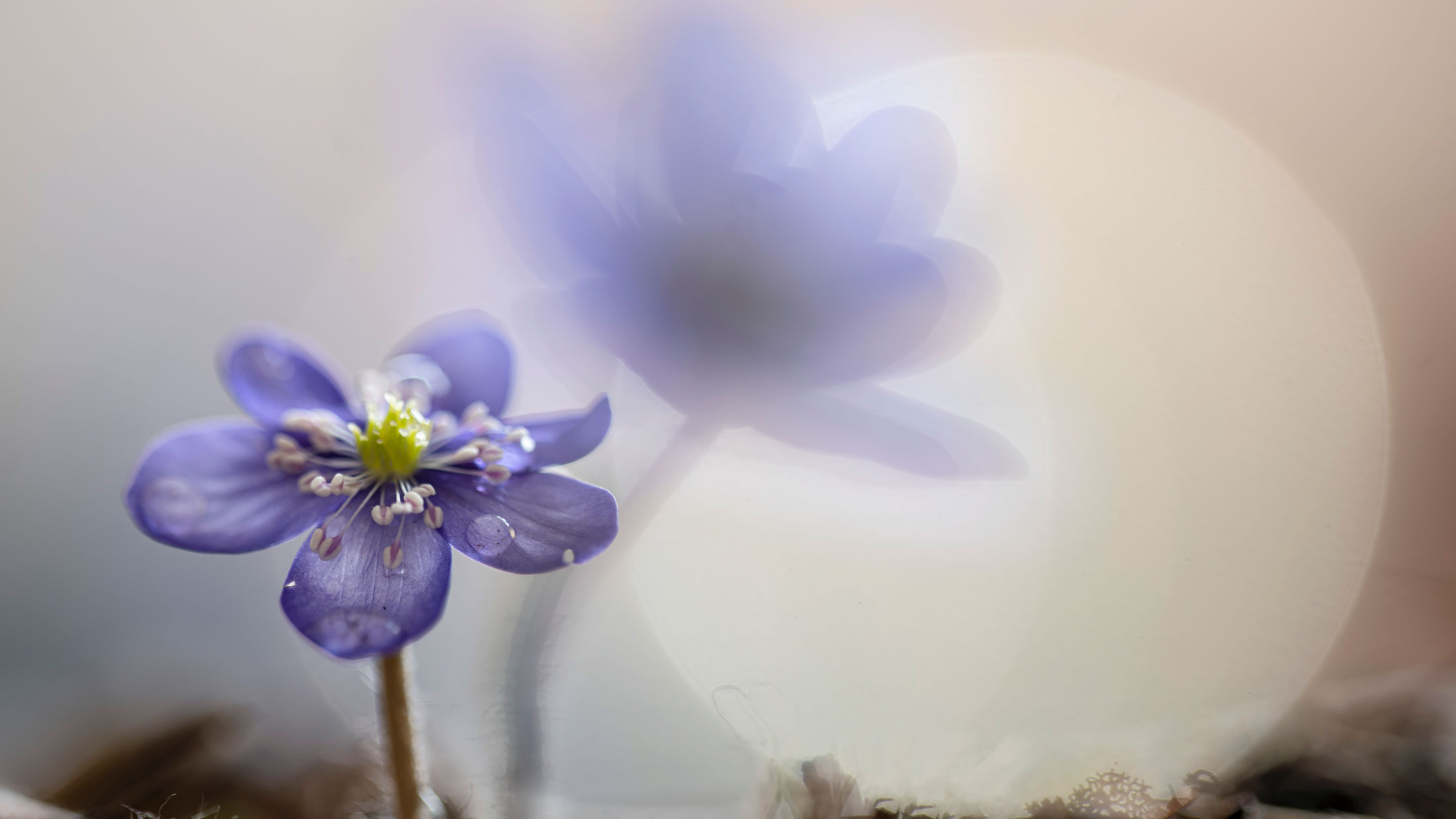 Hepatica nobilis