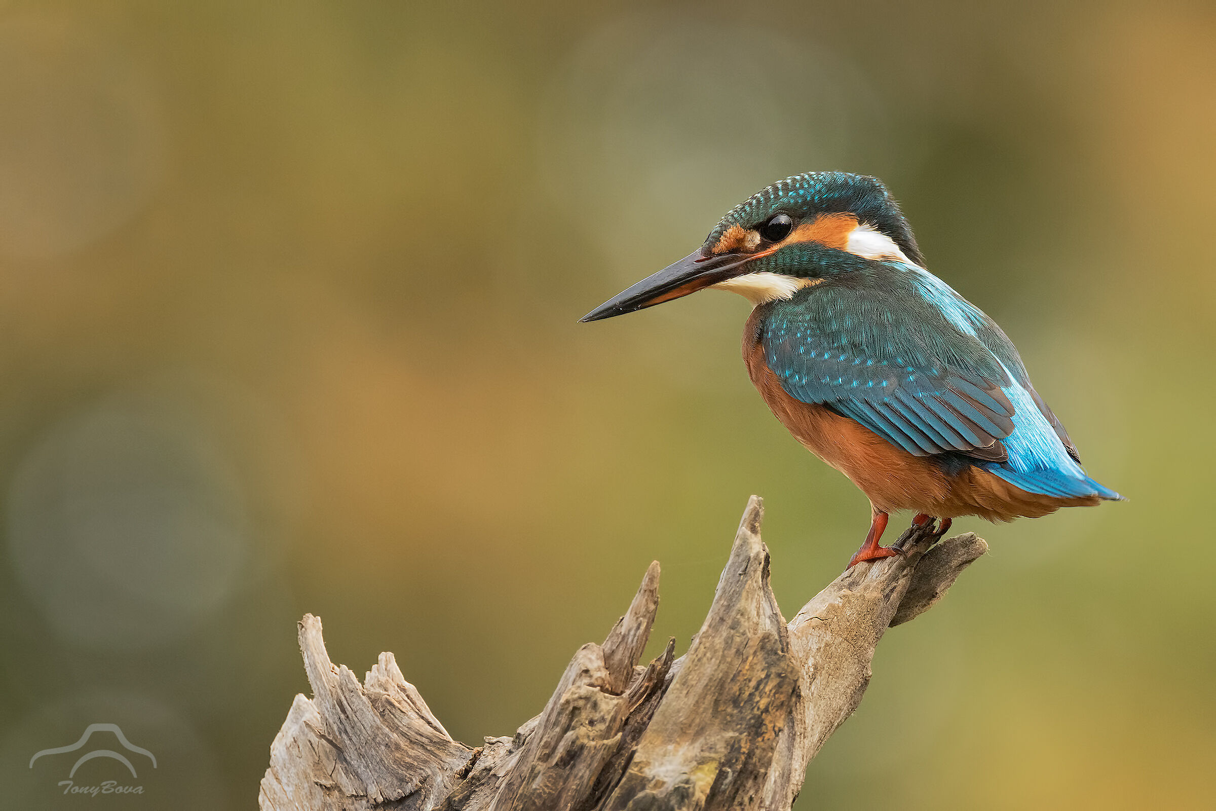 Kingfisher