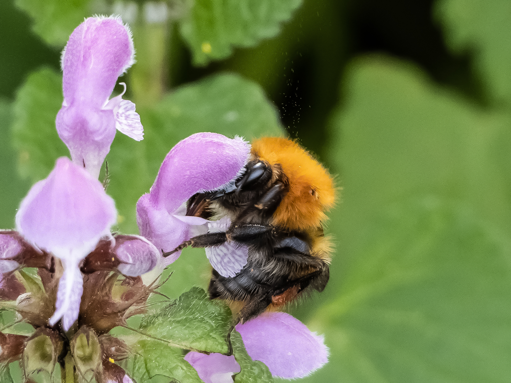Bombus pascuorum