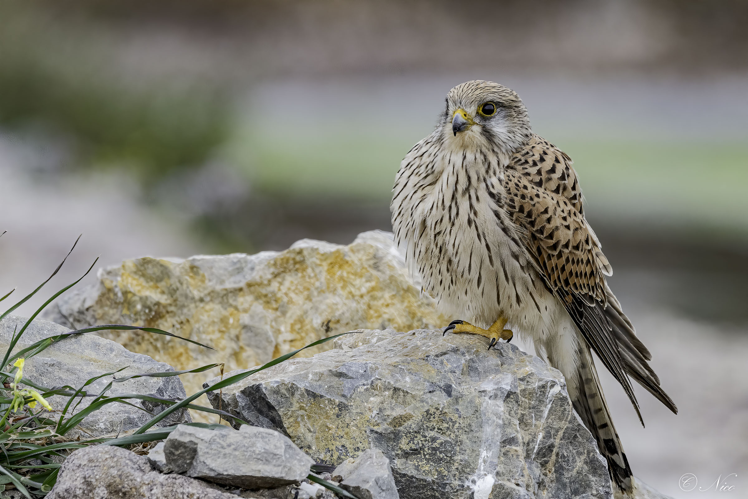 Ruffled even prettier