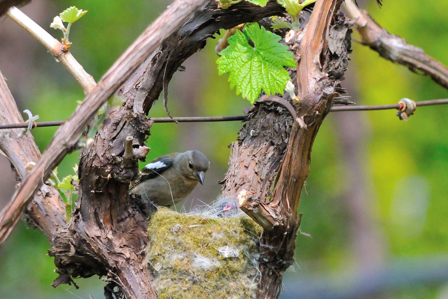 ... we have reclaimed our territory...