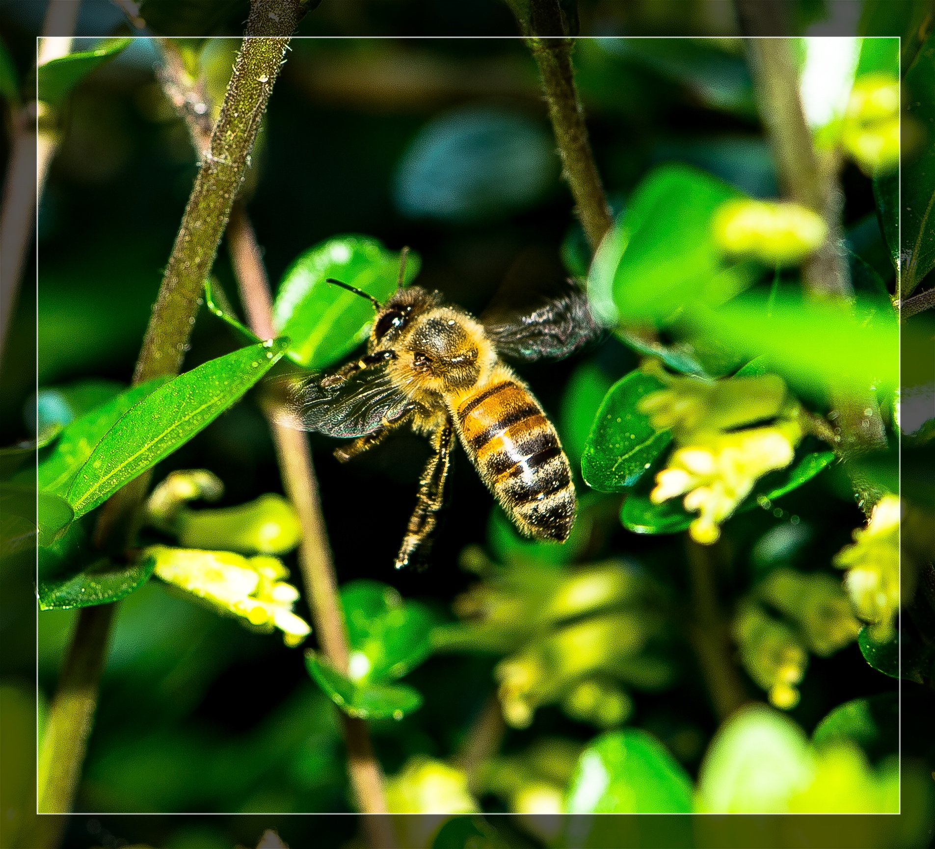 The In-Flight Bee