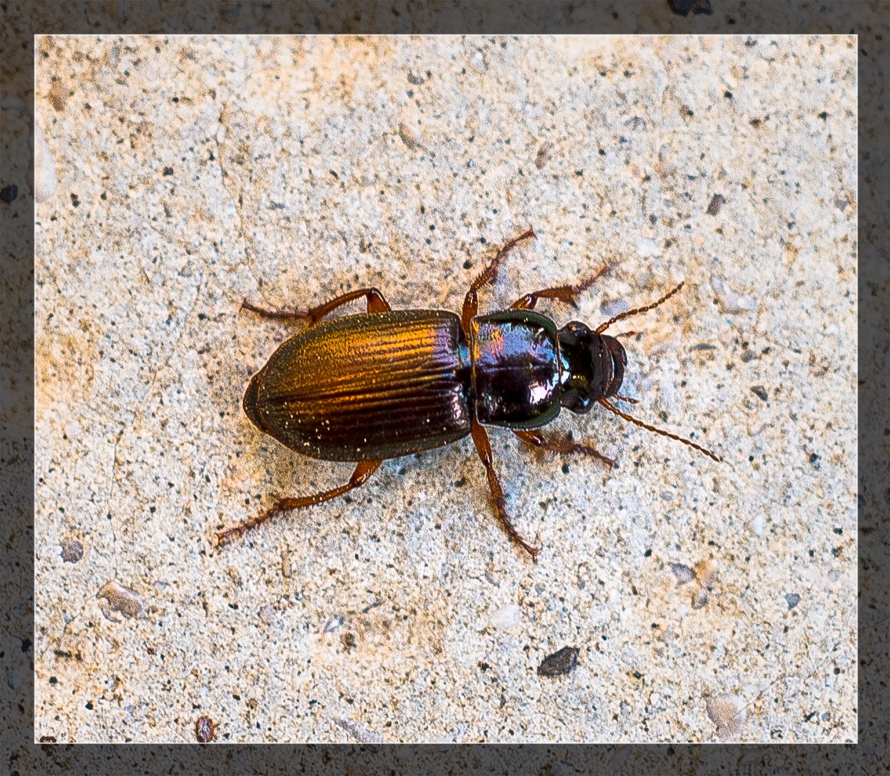 The Beetle