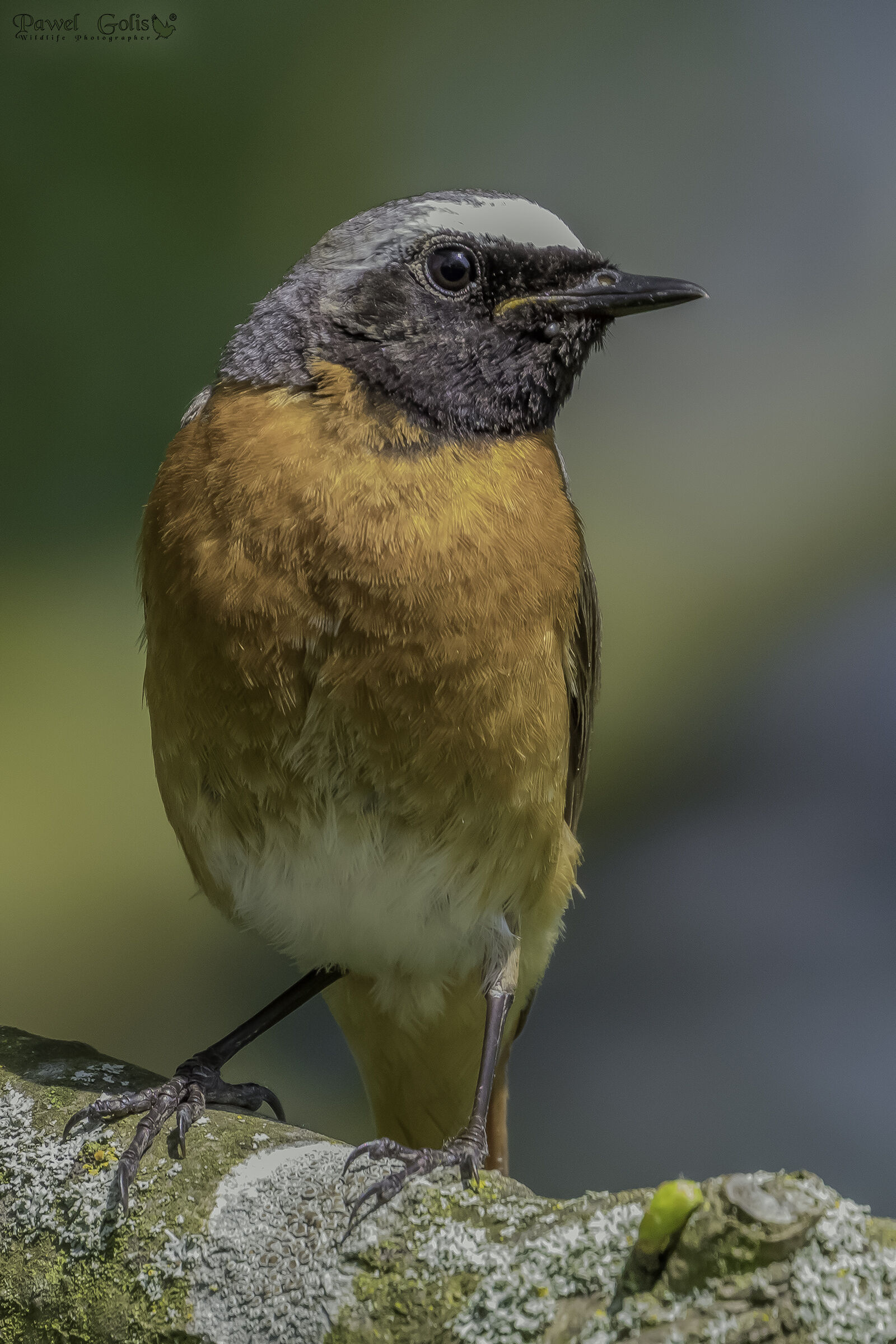 Rosso comune (Phoenicurus phoenicurus)