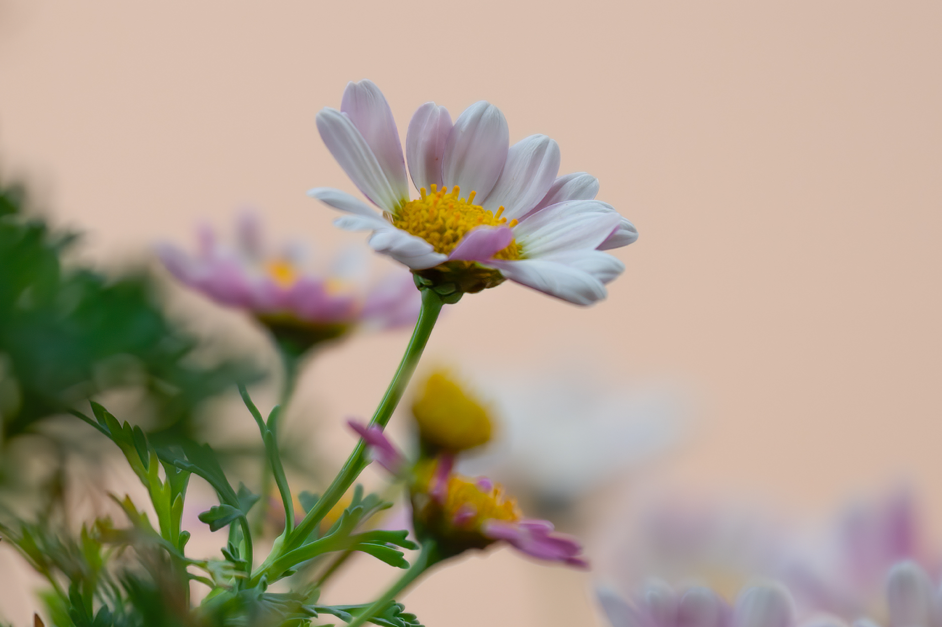 Untitled Photo