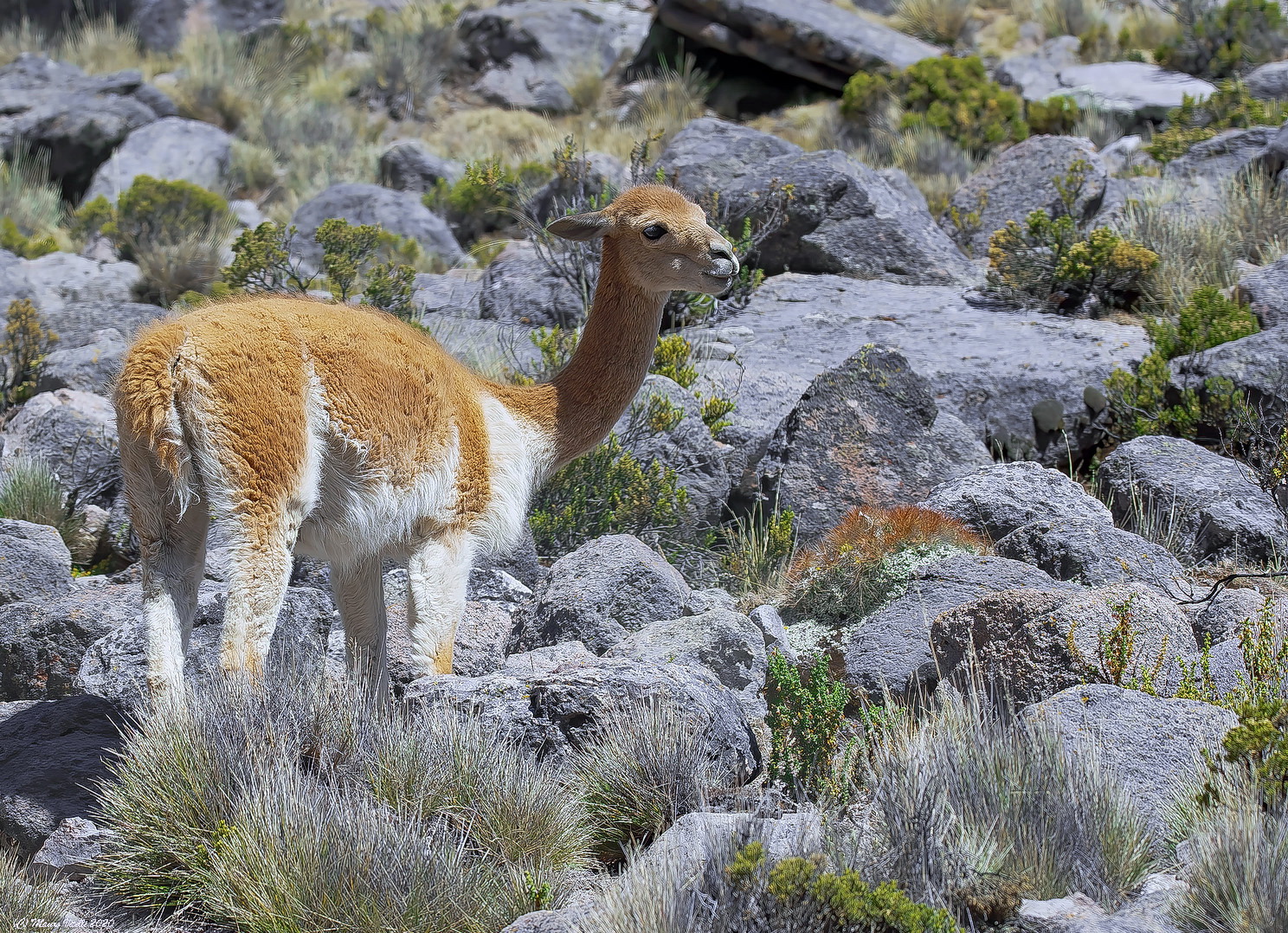 Vigogna (Vicugna vineyard)