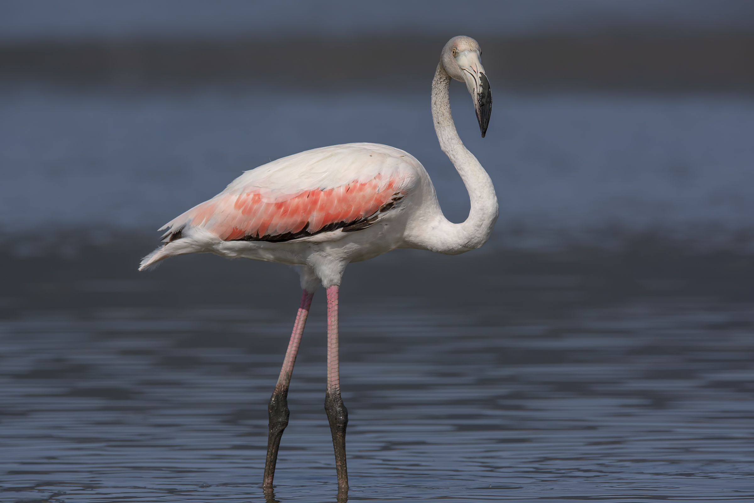 Pink flamingo