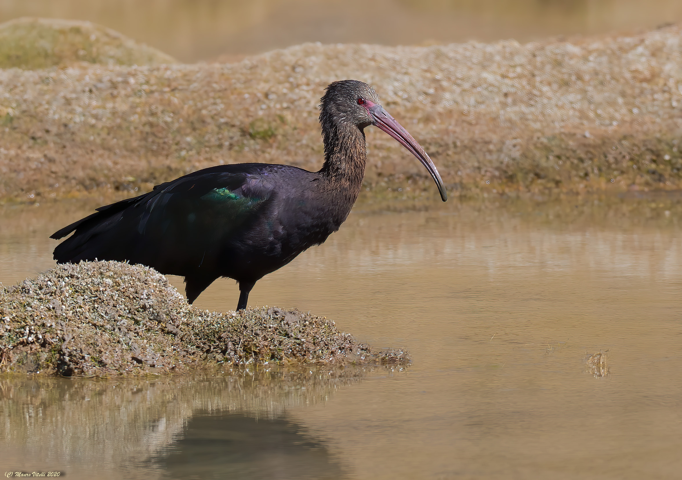Puna Ibis (Plegadis ridgwayi)