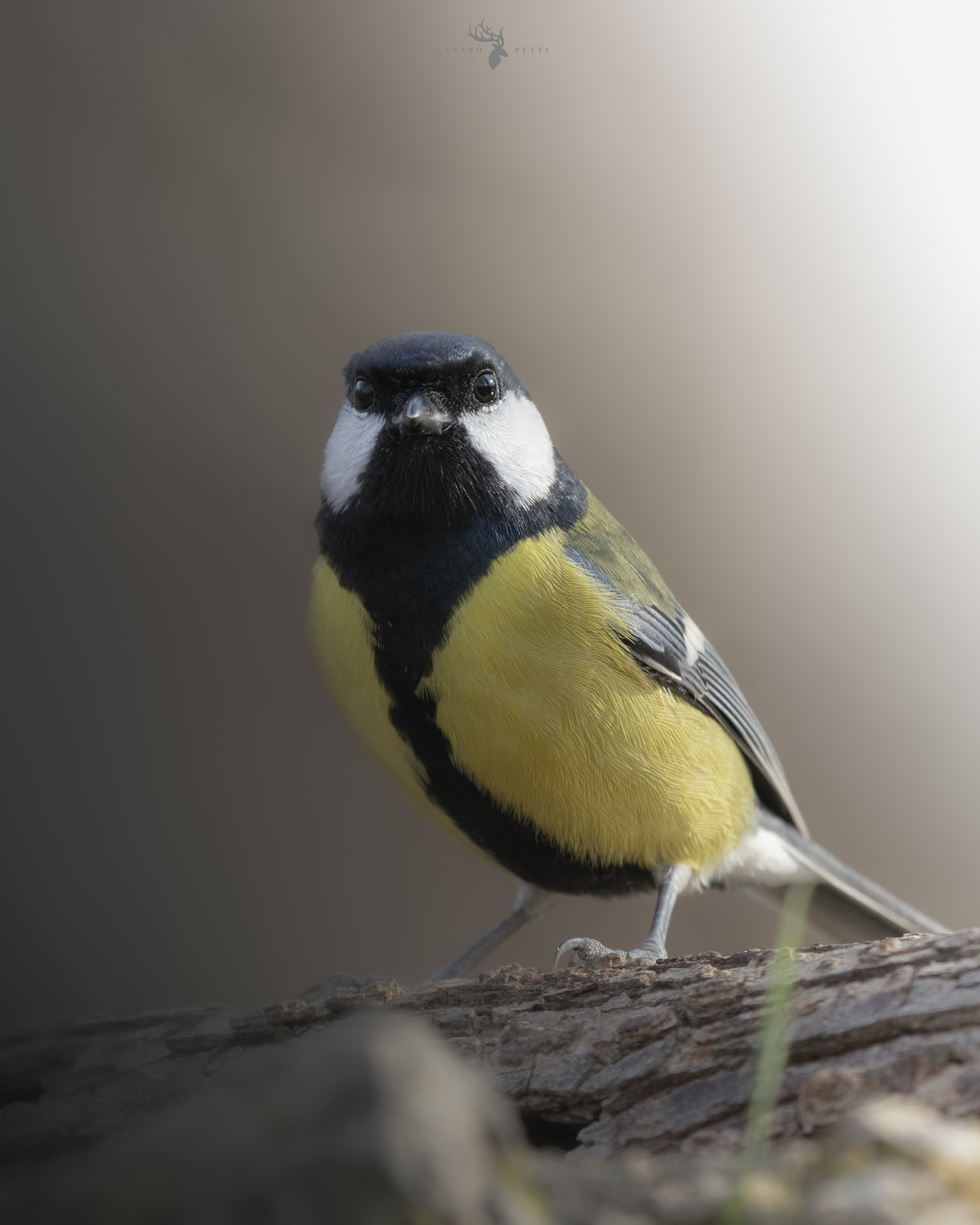 Cinciallegra curiosa