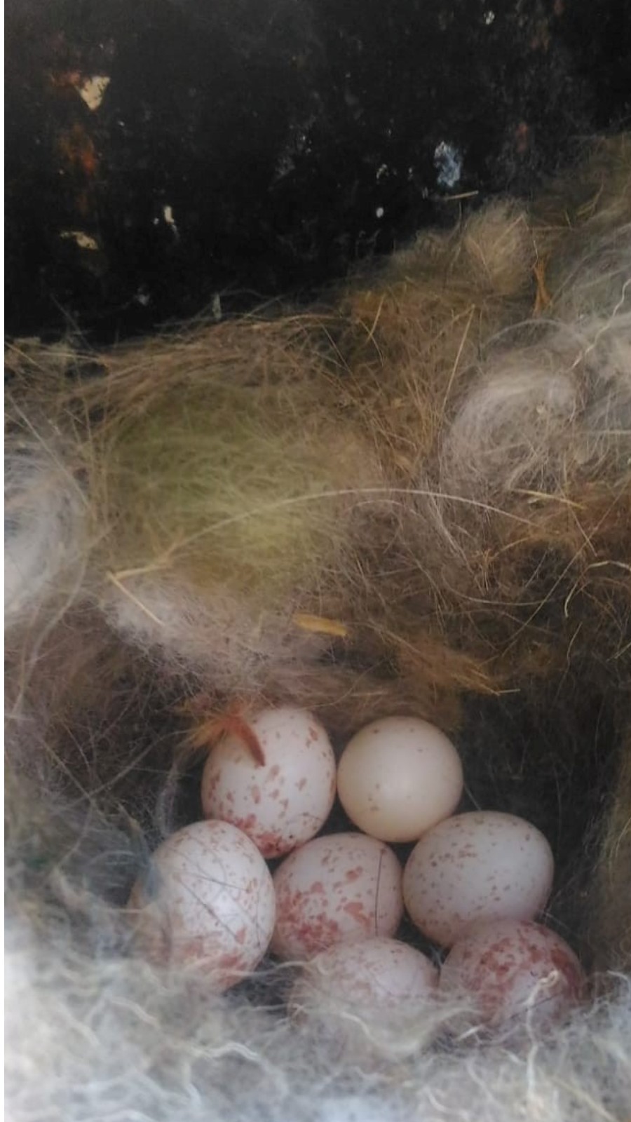 Eggs in a nest