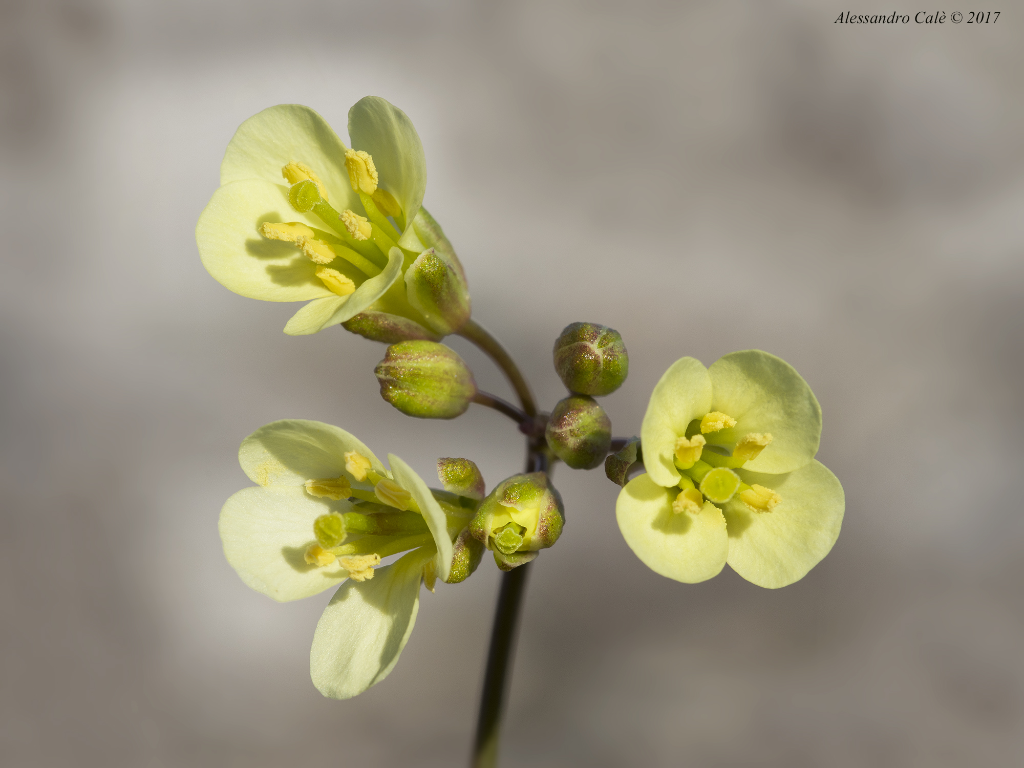 Brassica glabrescens 1522