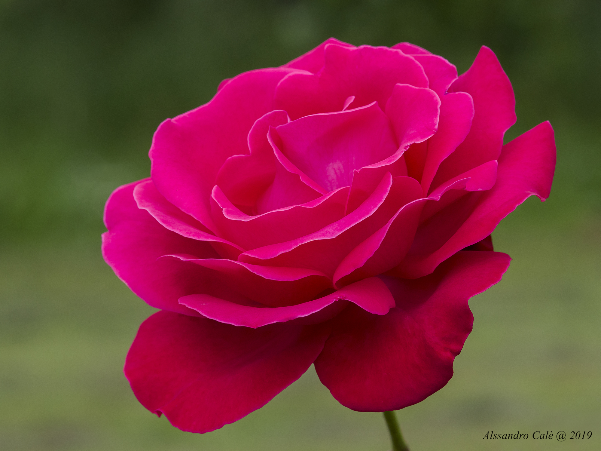 Le rose di Antonietta 0595