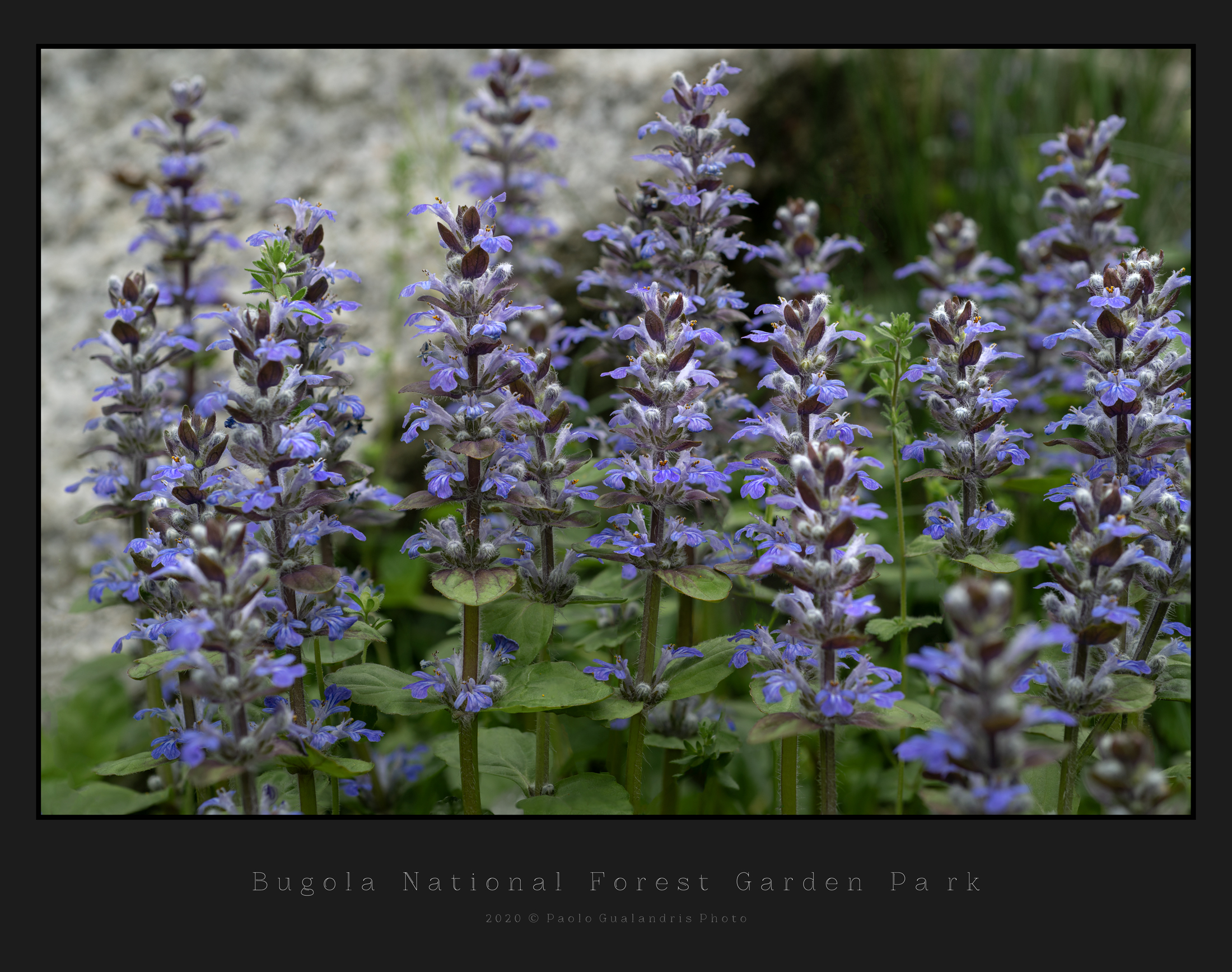 Bugola National forest Garden Park