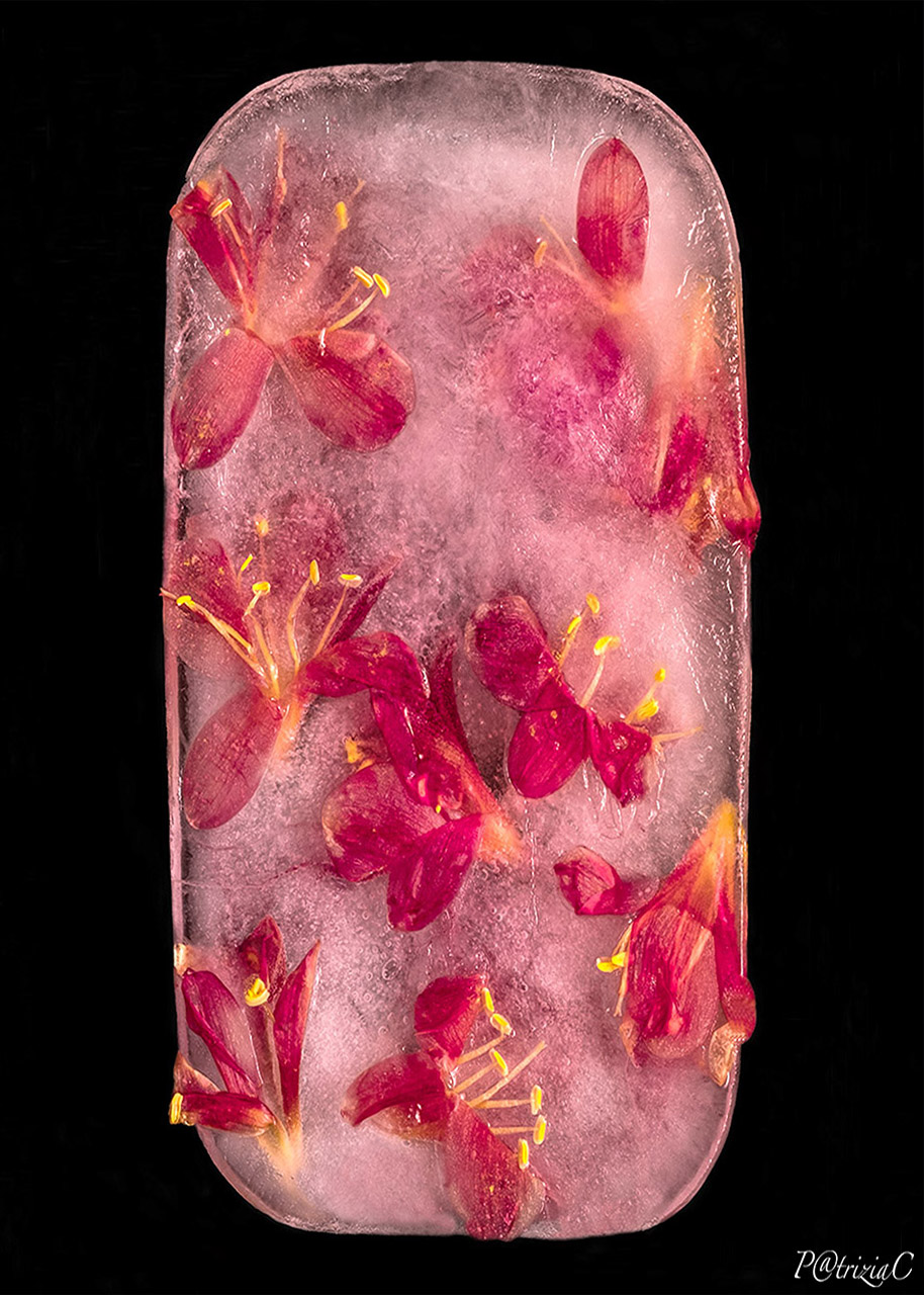 __flowers in ice__ (2)
