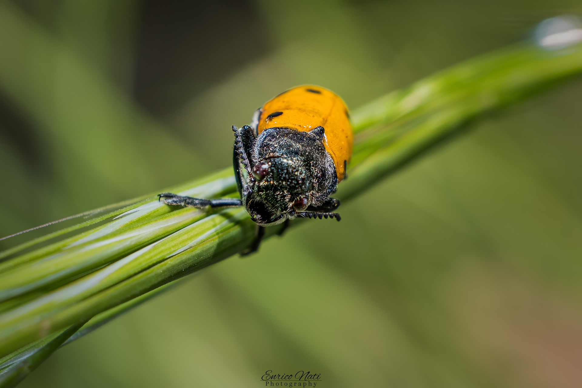 Lachnaia italica Weise