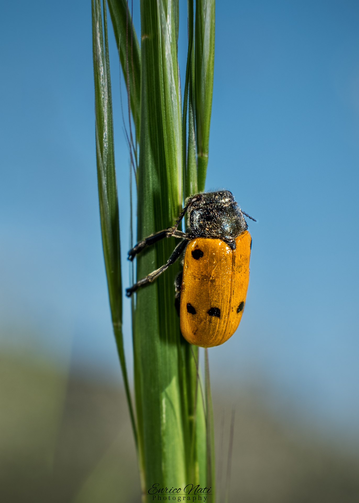 Lachnaia italica Weise