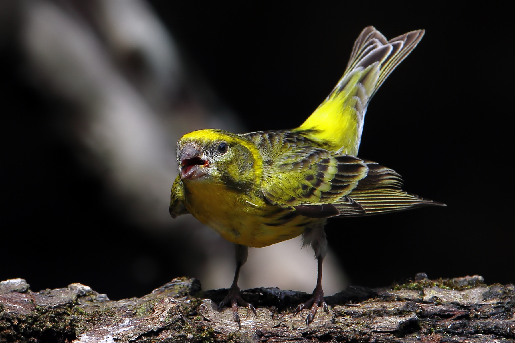 Furious verzellino...