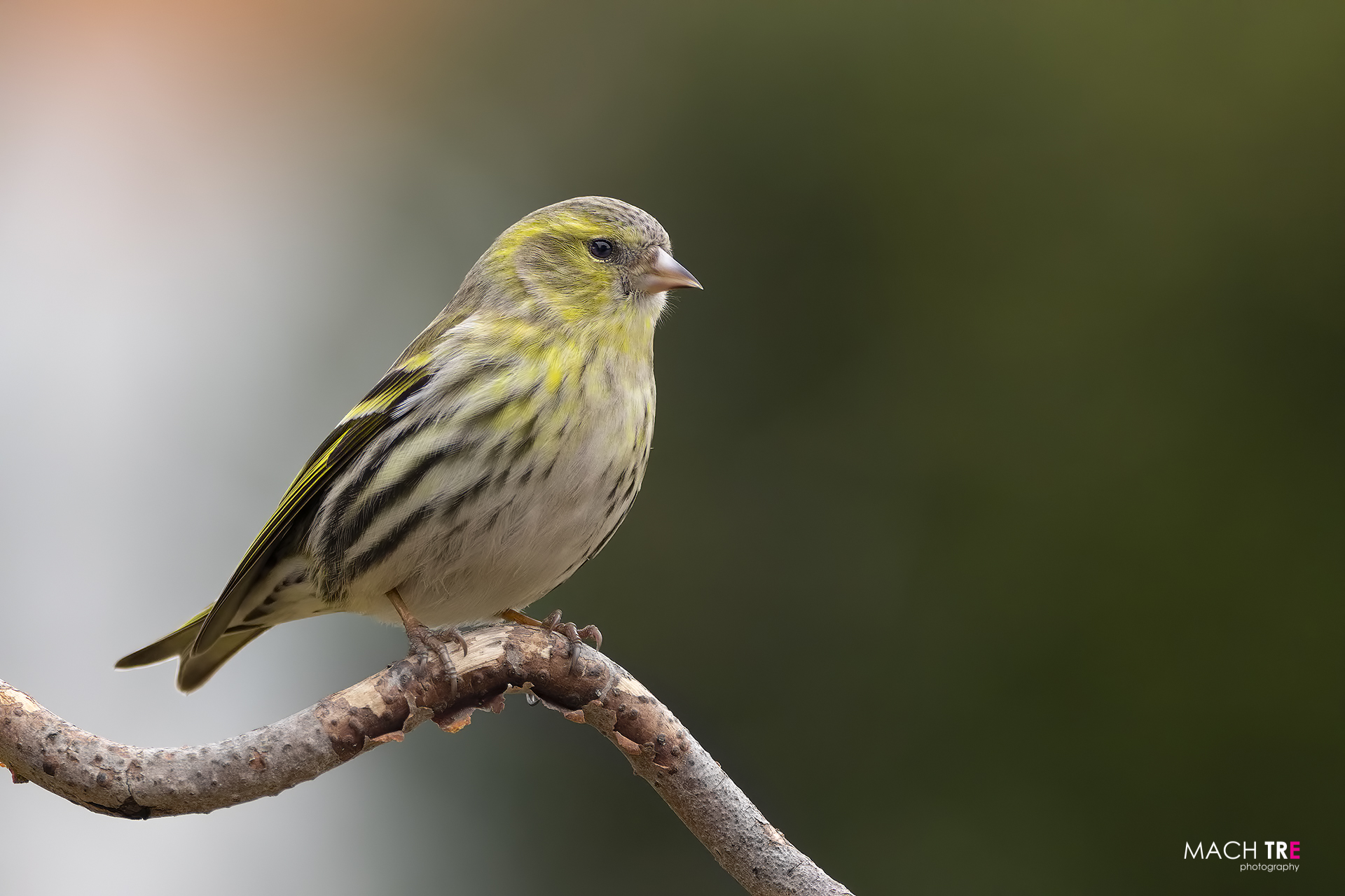 Lucherino (Cardelius spinus)