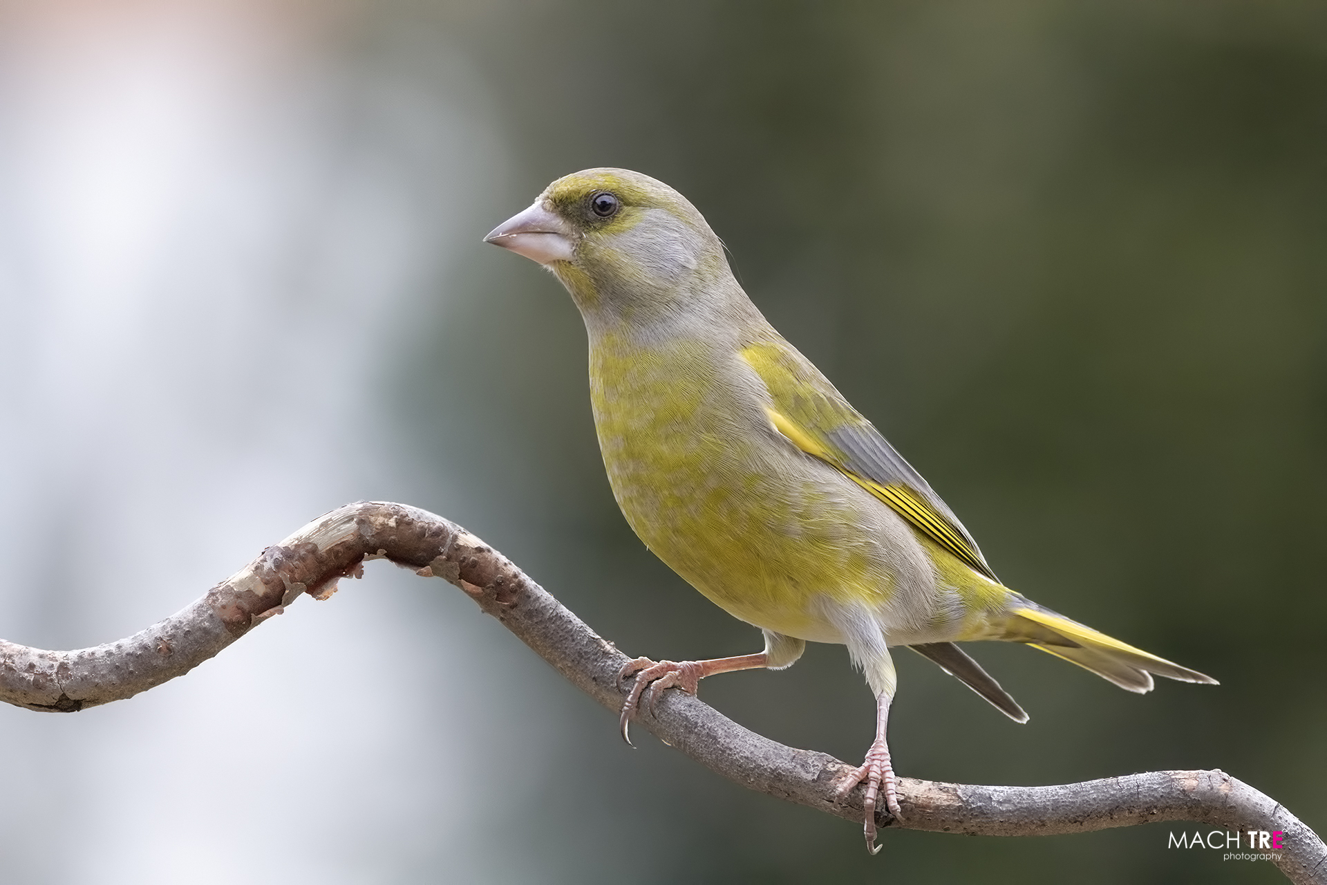 Verdone (Chloris chloris)