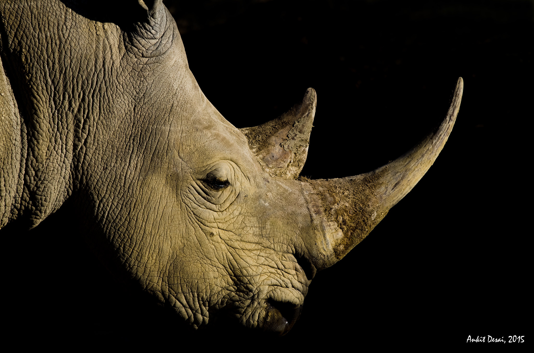 Trophy_ Southern White Rhino