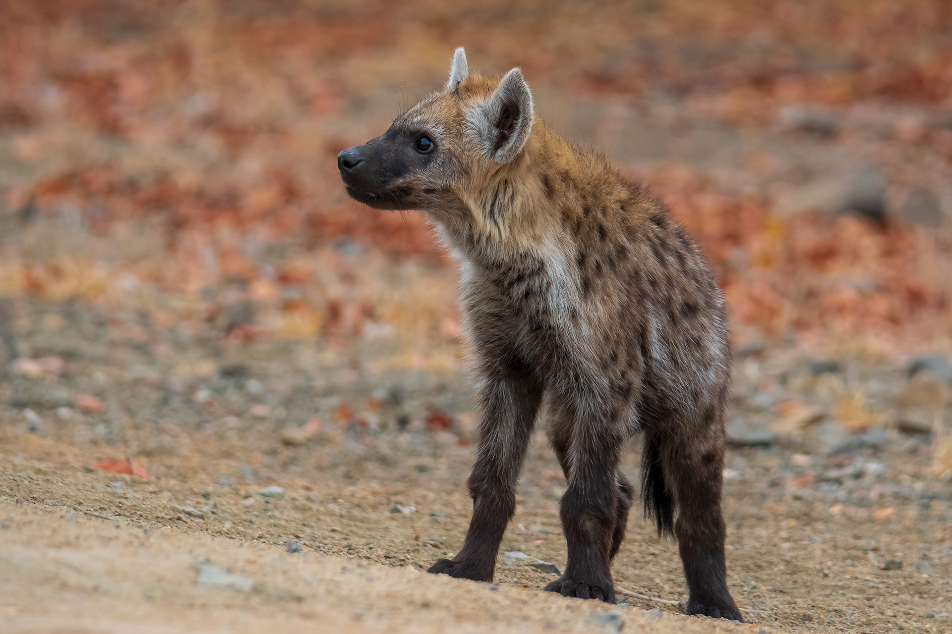 Hyena Cub