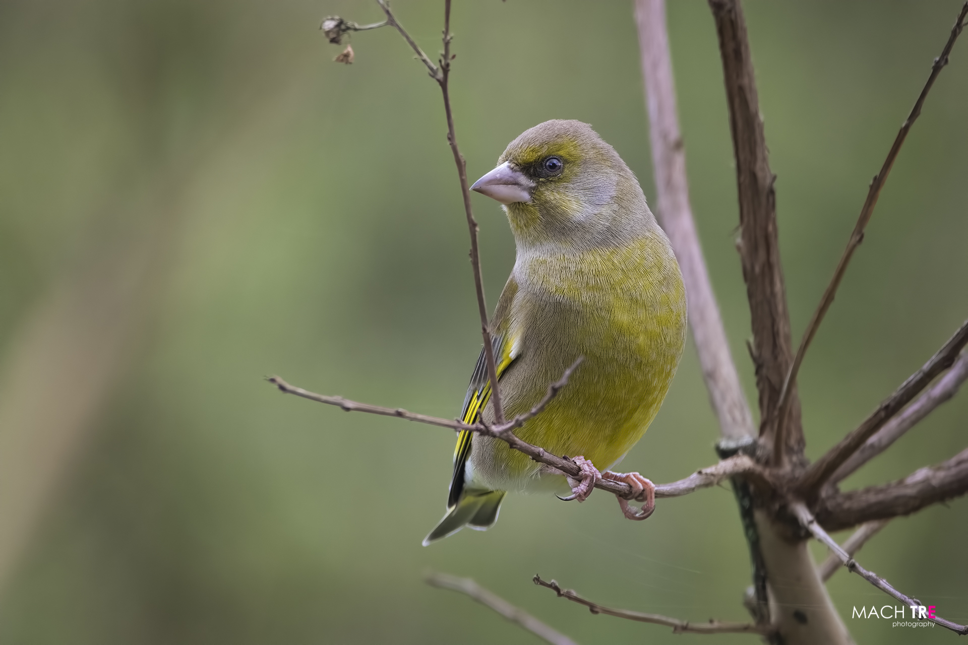 Verdone (Chloris chloris)