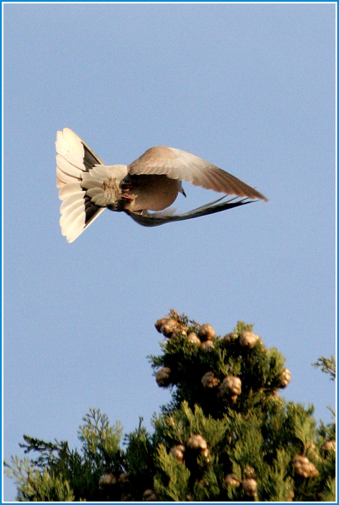 dove in flight