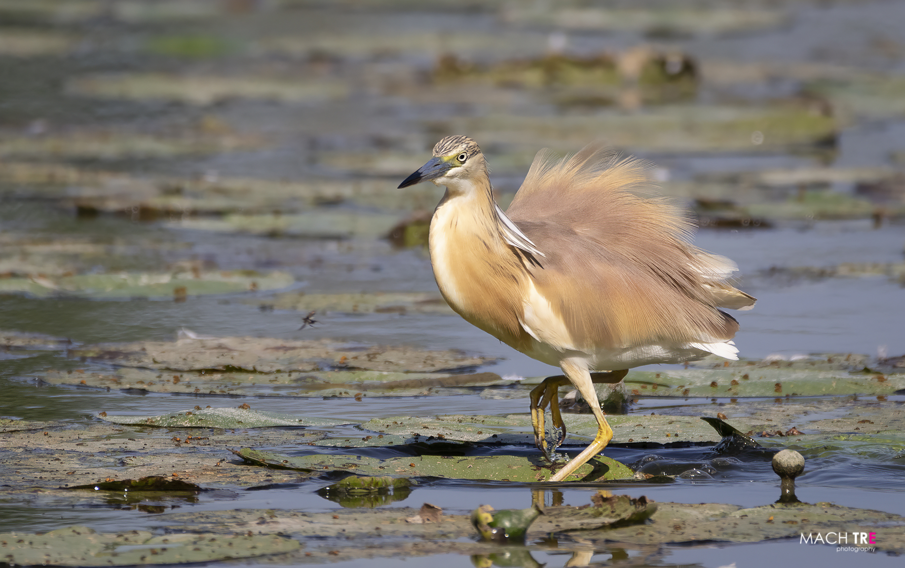 Sgarza tuft (Ardeola railides)