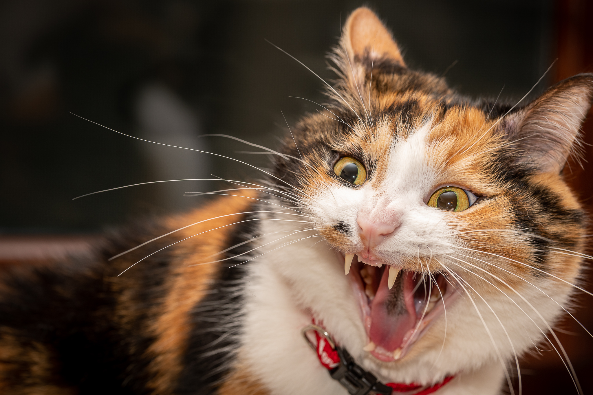 Lo sbadiglio di Ermione