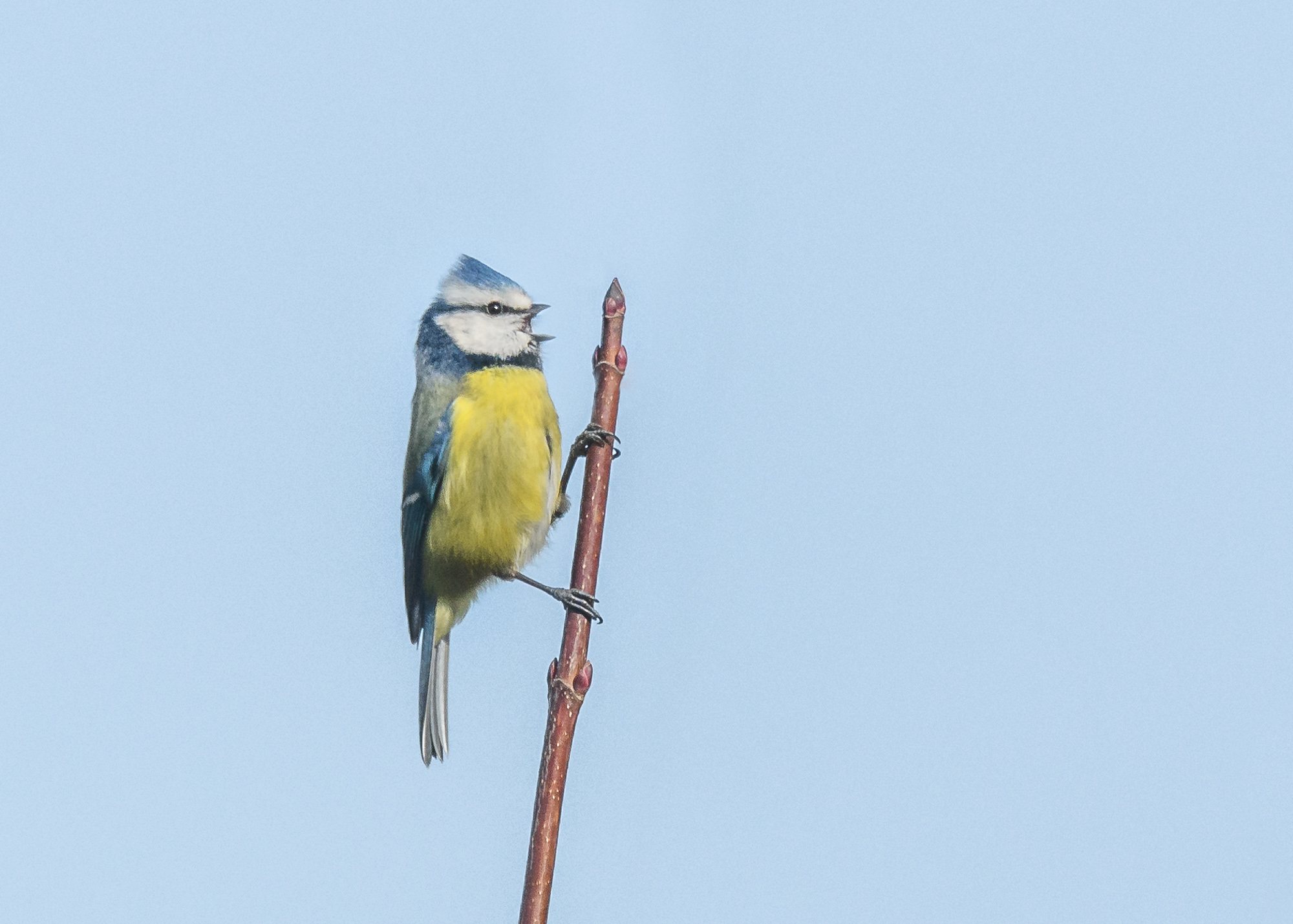 Bluetit Karaoke
