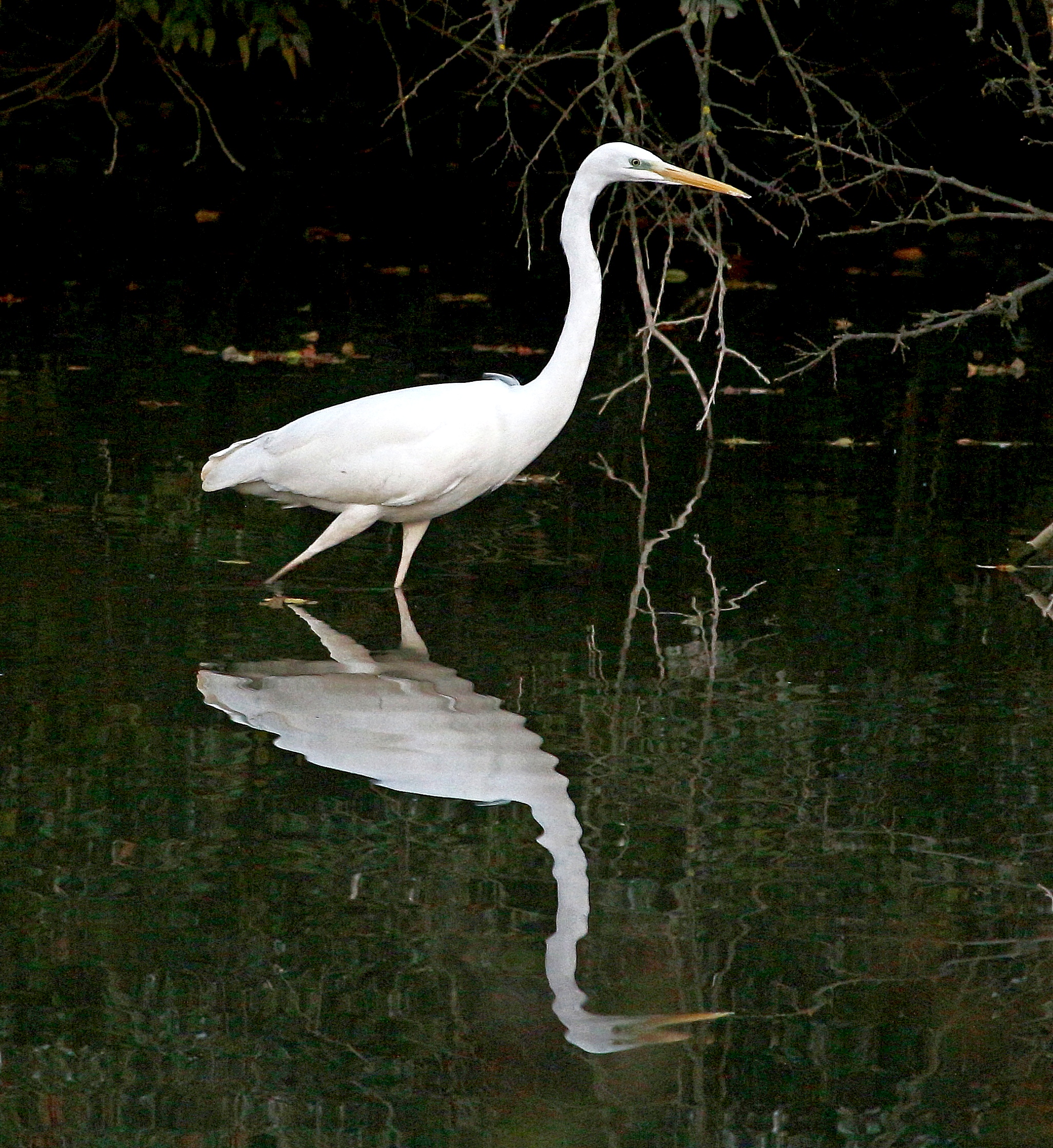 Heron White Reflection
