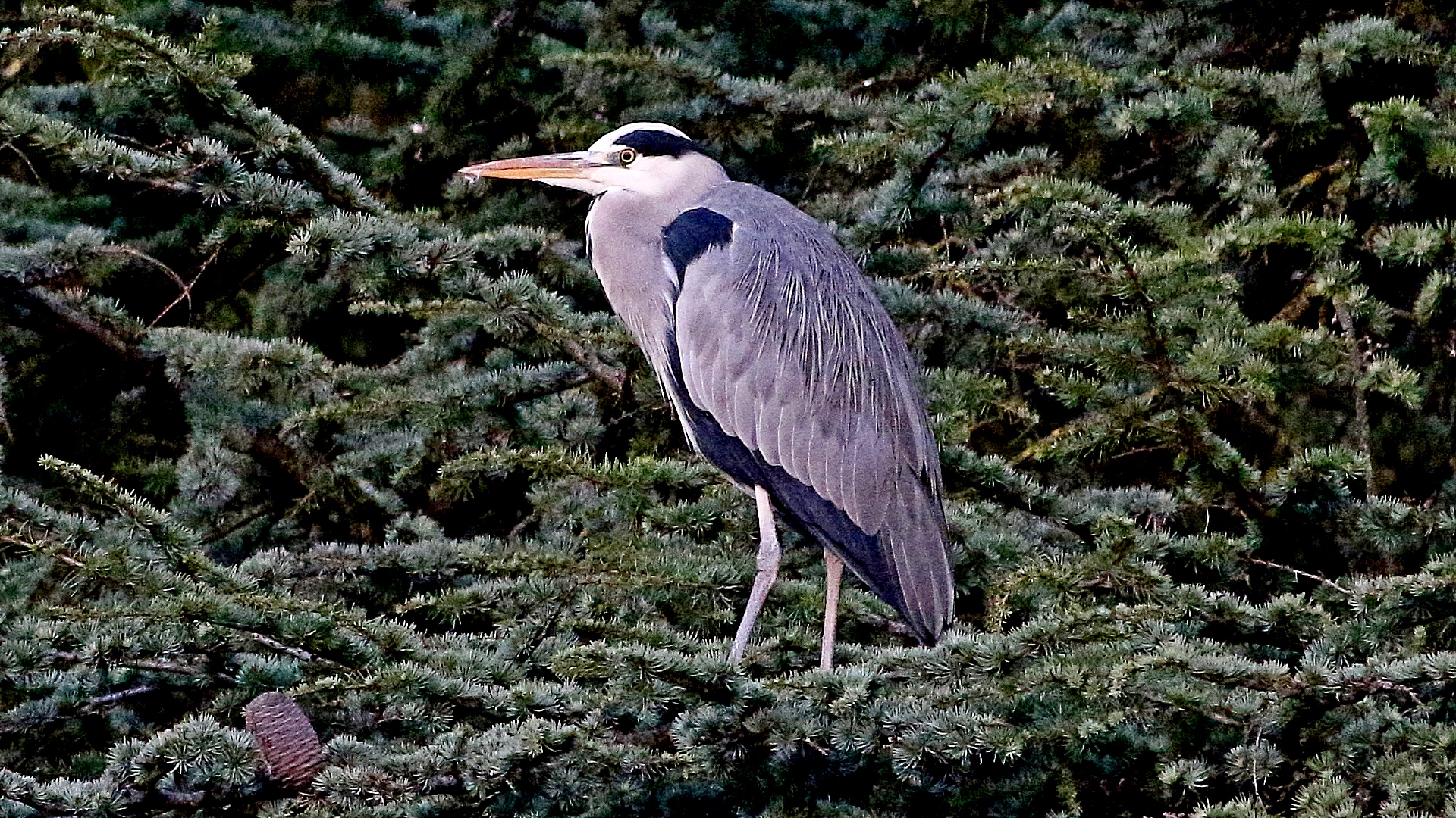 Heron Cinerino