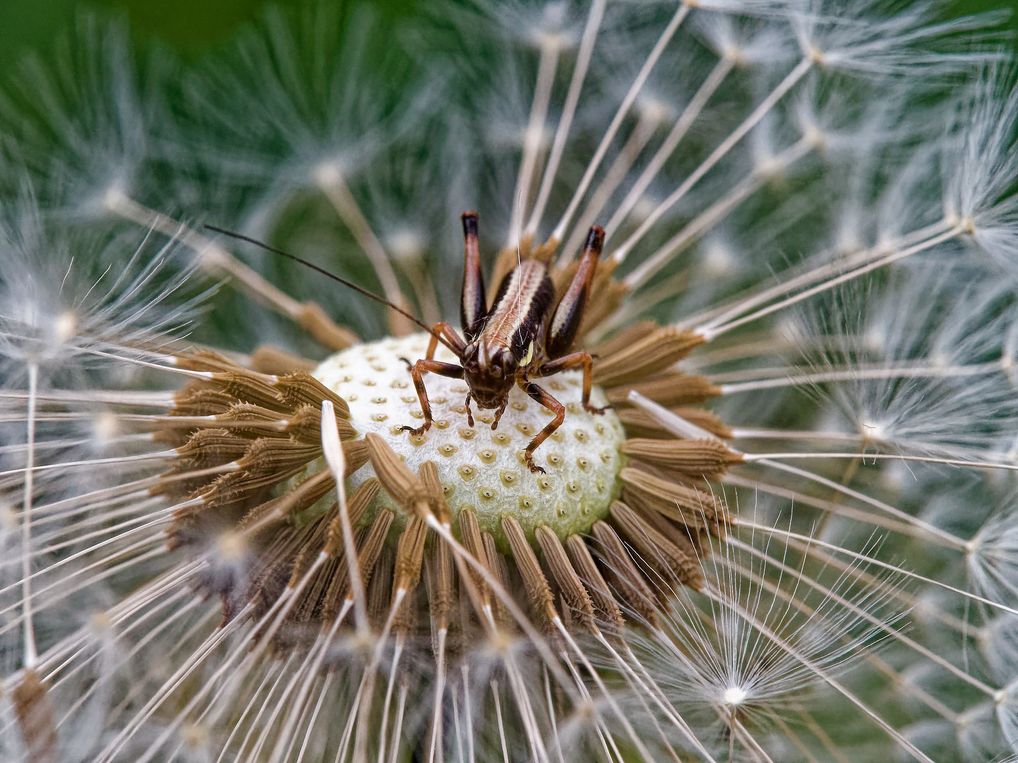 At the top of the bellows
