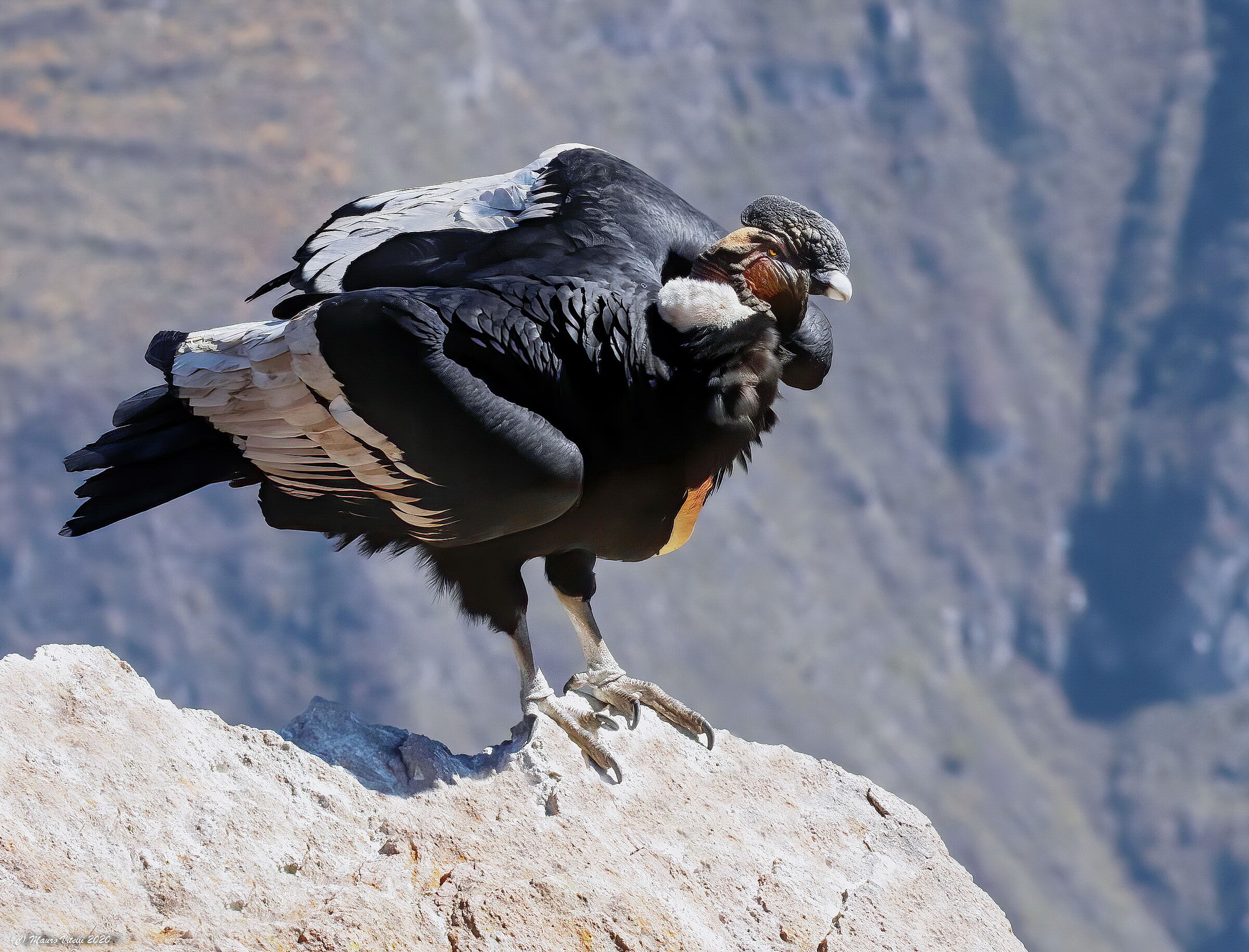 Andean Condor (Vultur gryphus)