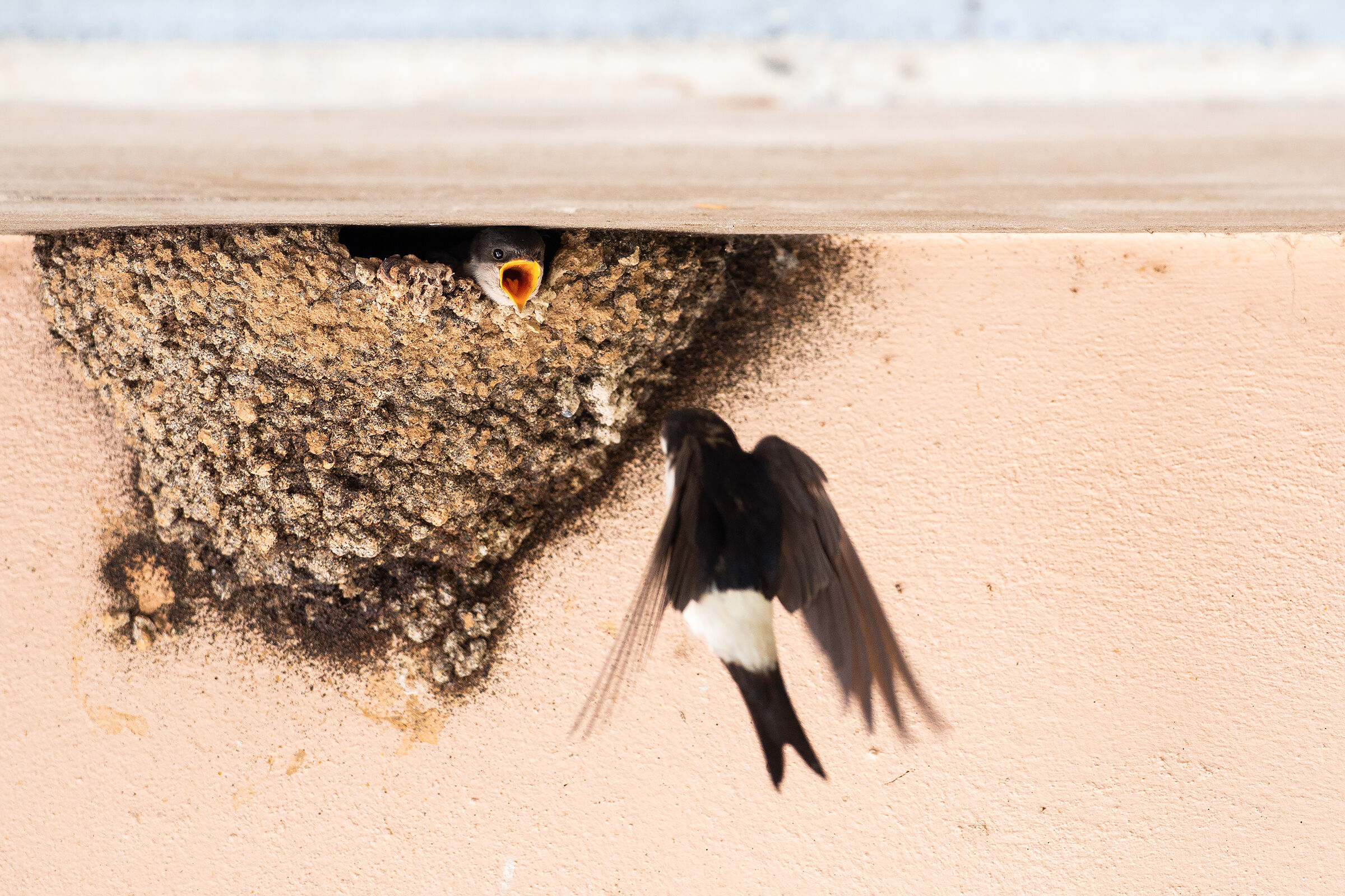 l'imbeccata del balestruccio