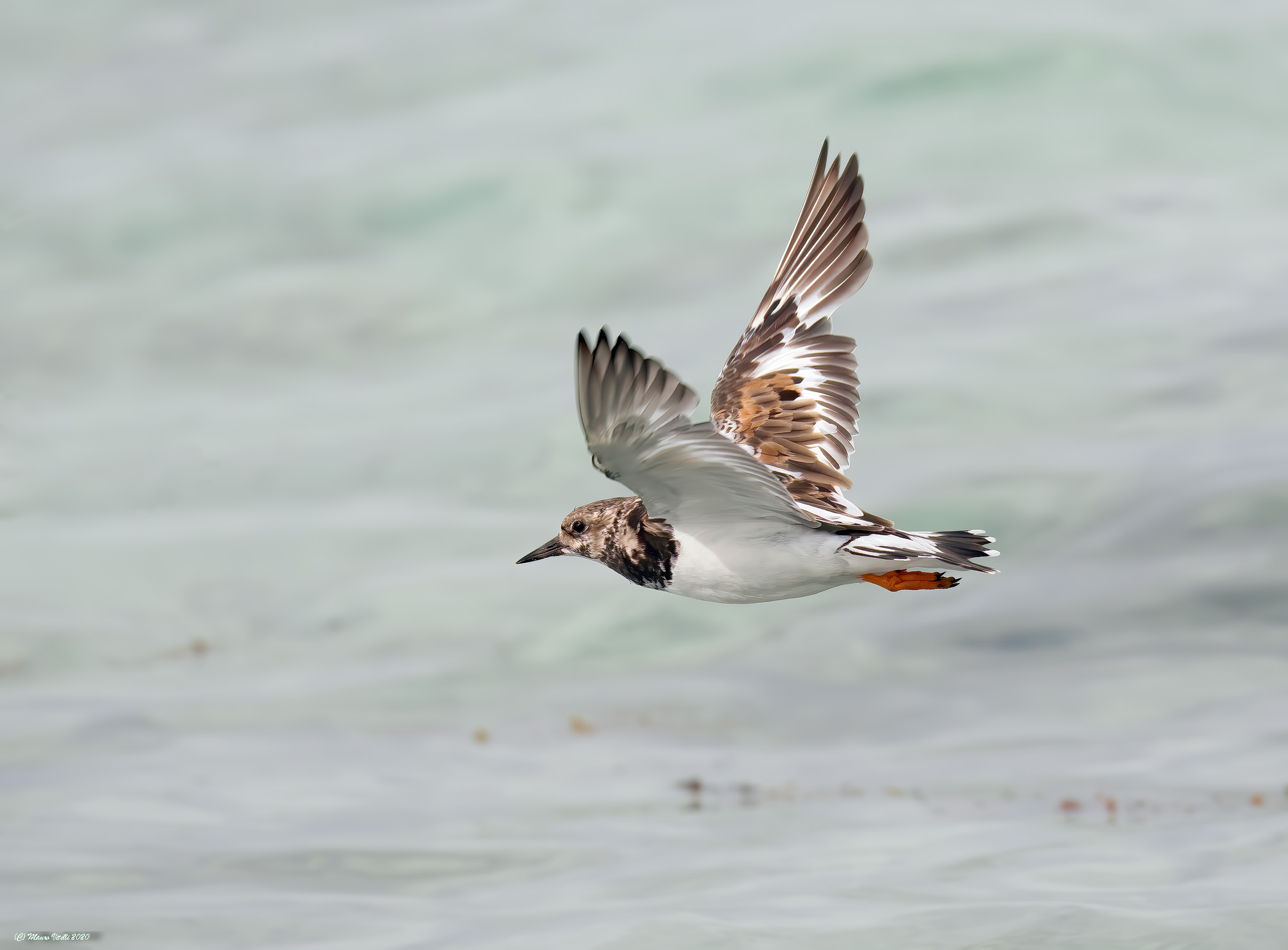 Voltapietre (Arenaria interpres)