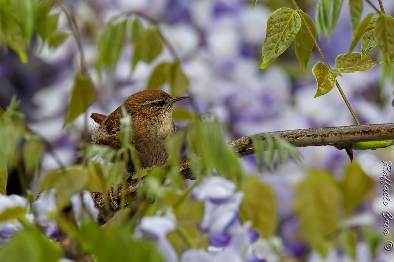 The Wren and the Glicine