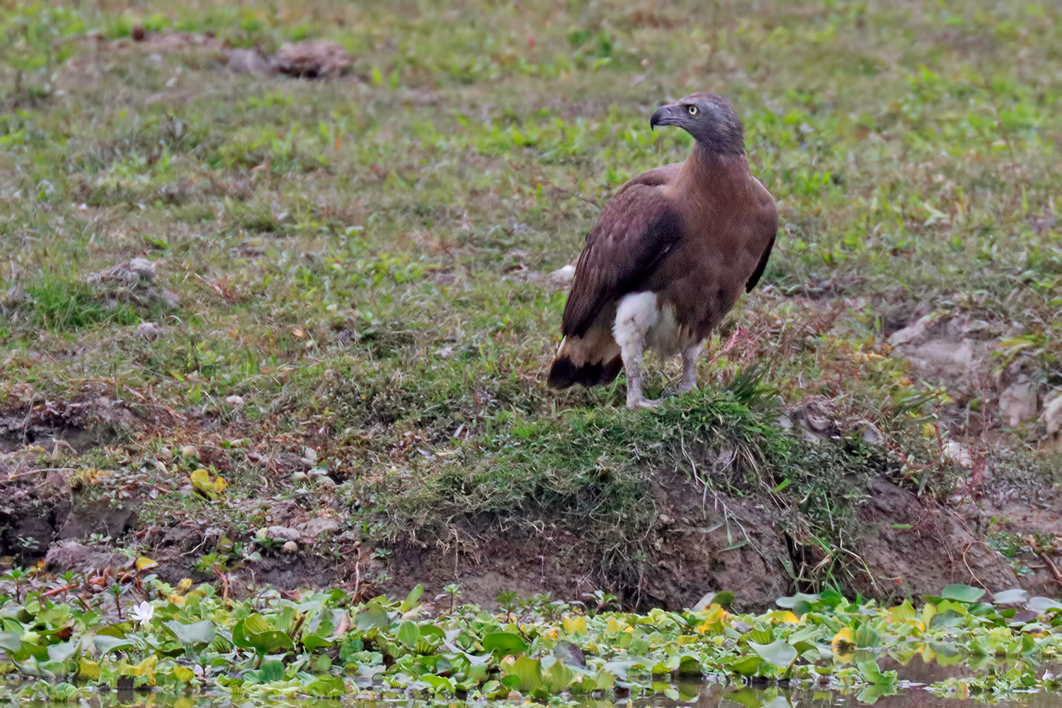 Aquila pescatrice testagrigia - Grey-Headed Fish Eagle
