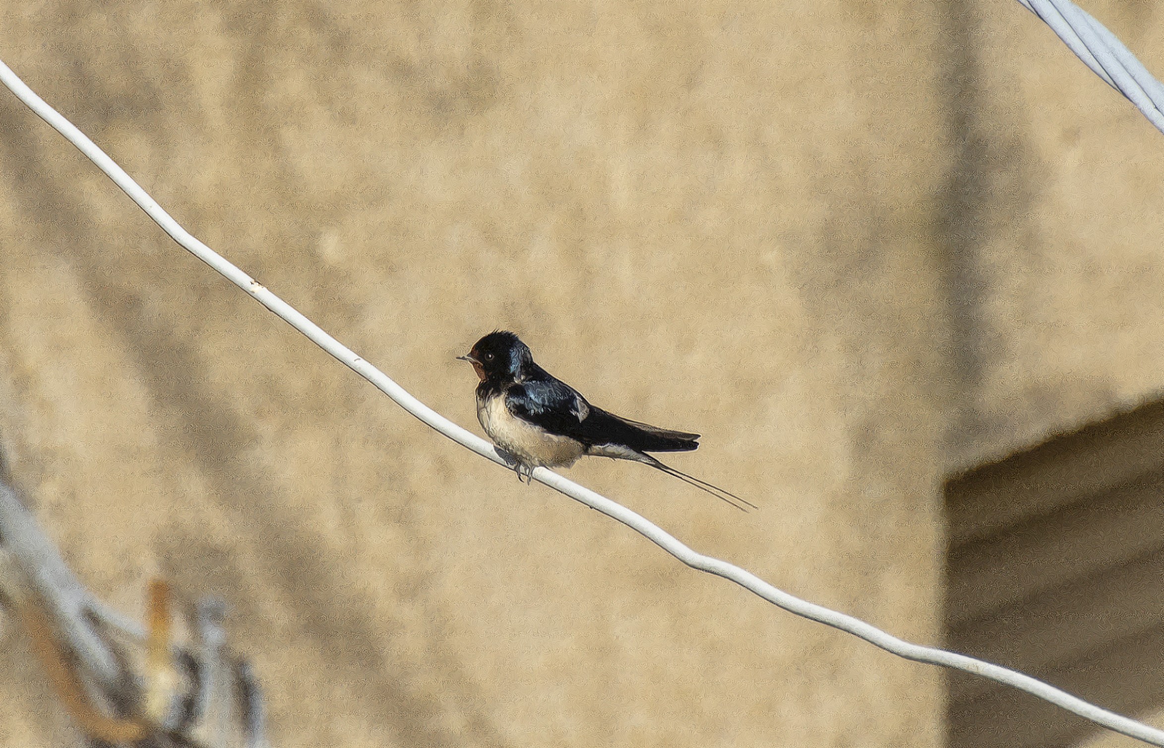 una rondine sul filo