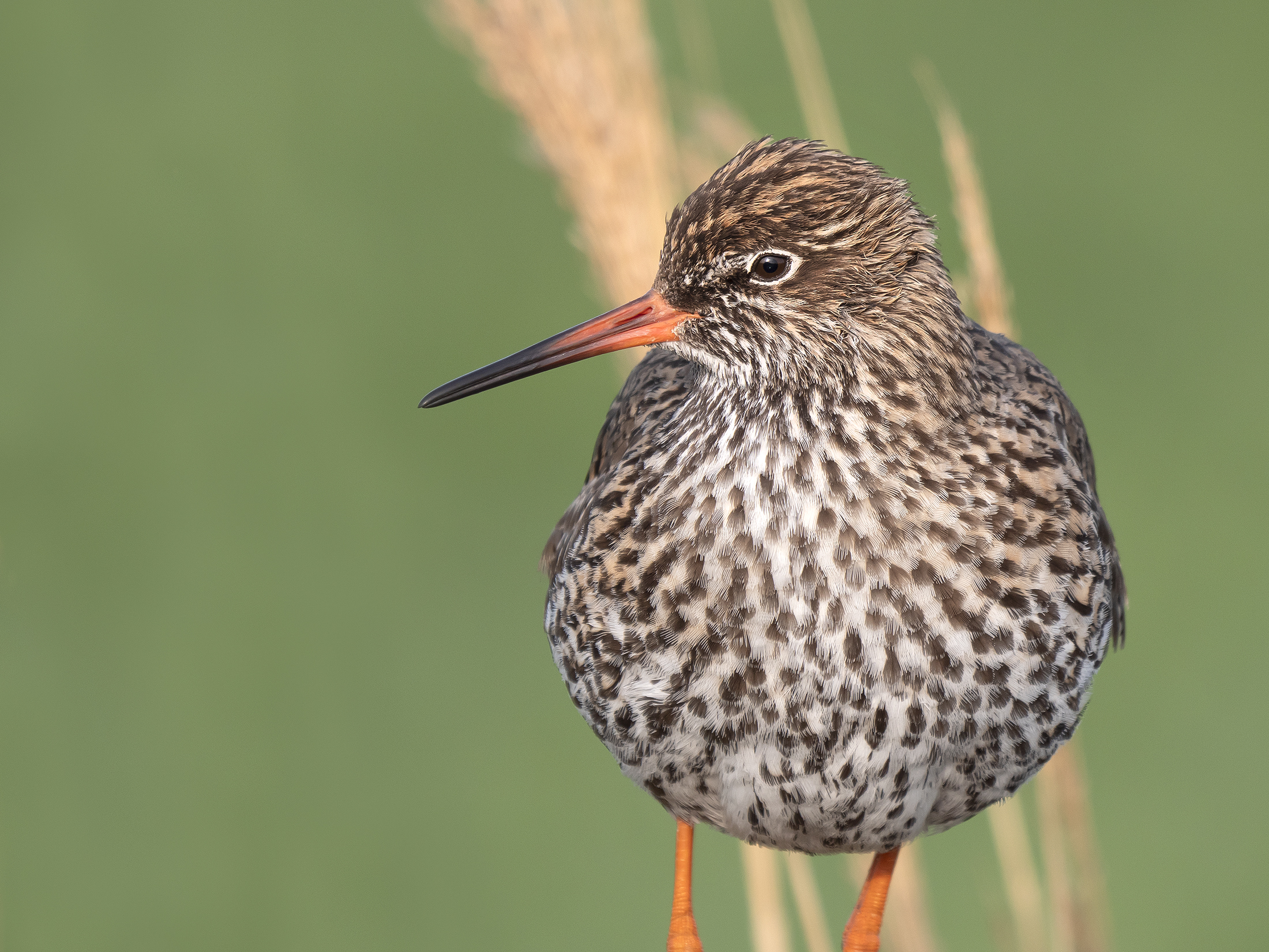 Redshank comune (ritratto)