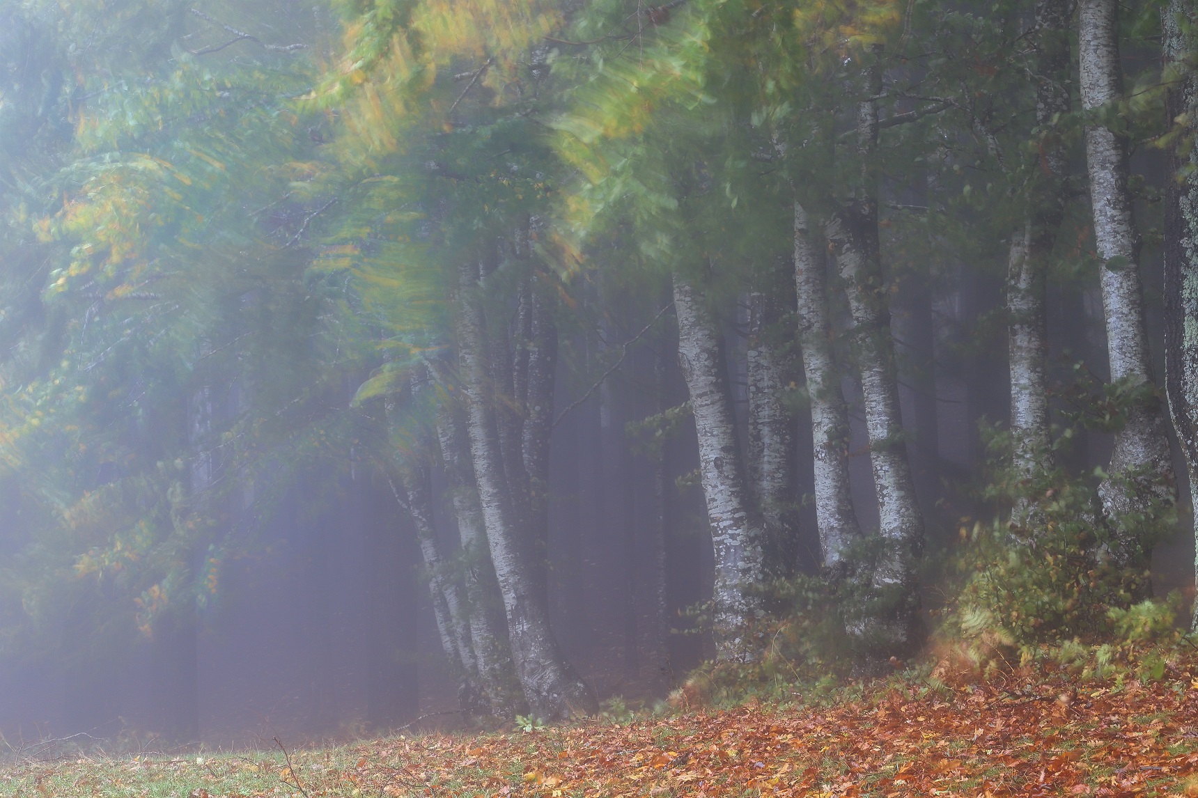 I dreamed of my forest...